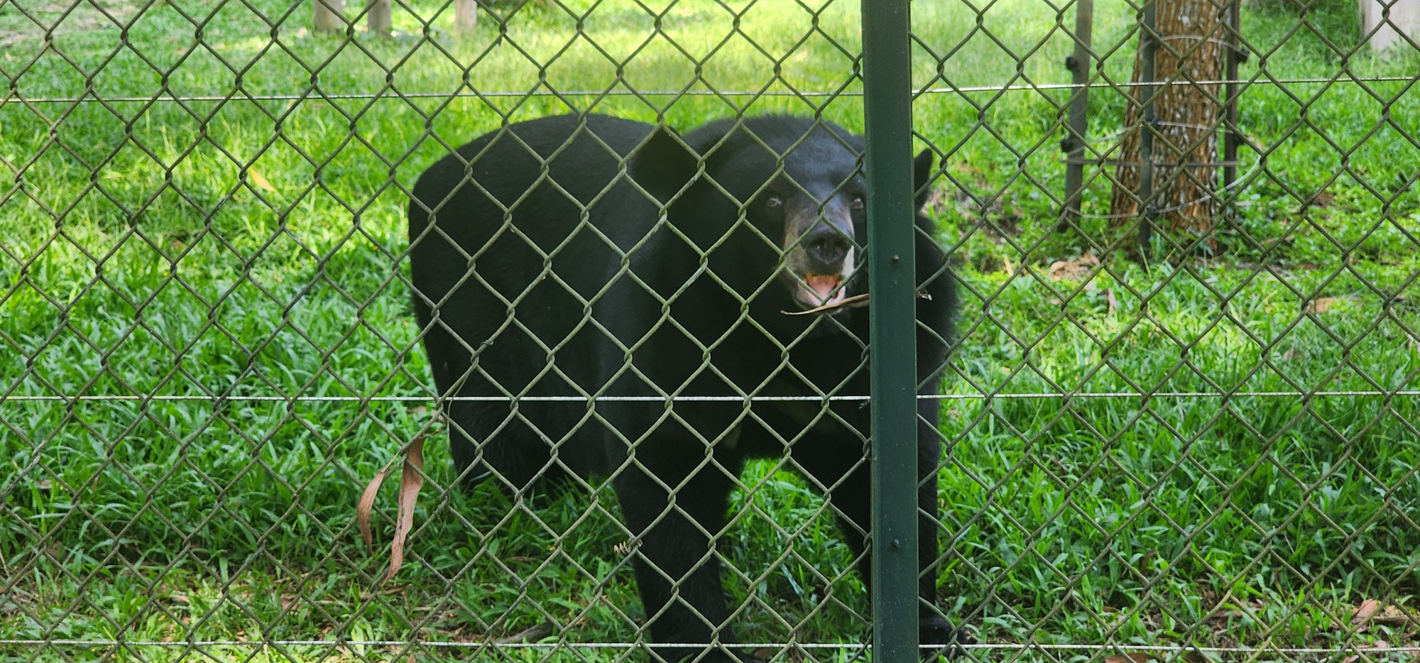 Để bảo đảm an toàn, bao quanh khu “nhà gấu” có 2 lớp hàng rào: Bên ngoài là lưới thép cao hơn 2m, bên trong là hệ thống dây điện 1 pha.