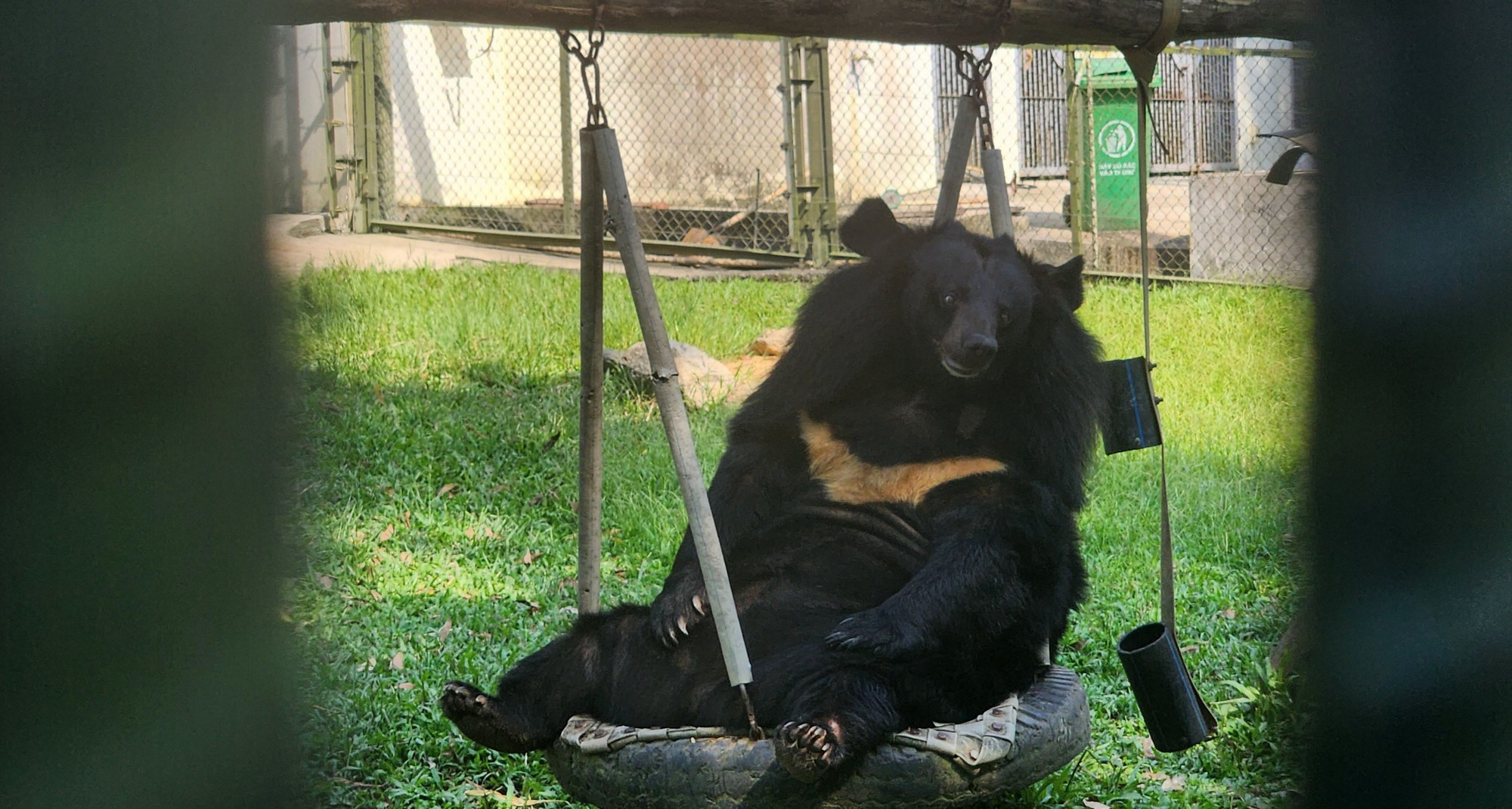 Một chú gấu đang nghỉ ngơi trên xích đu của riêng mình tại Tam Đảo. (Ảnh: Sơn Bách)