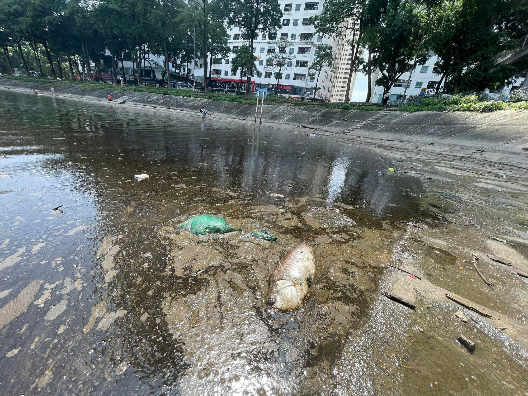 Cá chết do ô nhiễm nguồn nước khu vực dầu xuất hiện. Cá chết do ô nhiễm nguồn nước khu vực dầu xuất hiện.