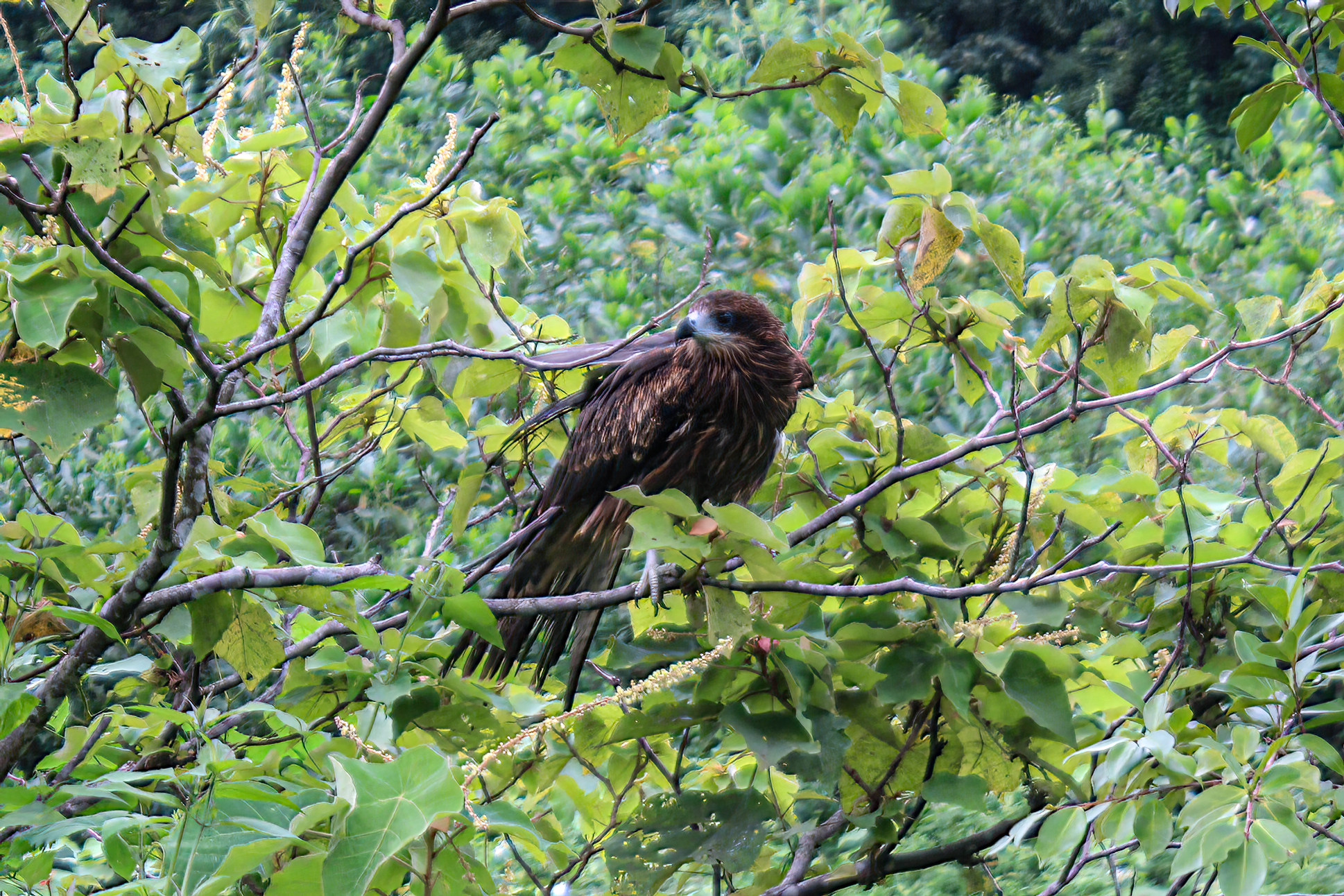 Ngoài rùa hộp trán vàng miền bắc, chuyến tái thả còn có rắn hổ chúa (Ophiophagus hannah) thuộc Phụ lục IB của Nghị định 84/2021/NĐ-CP và nhiều loài khác trong Phụ lục IIB như khỉ mốc, tắc kè hoa, diều hâu, yểng, kim oanh mỏ đỏ, vẹt má vàng. Trong ảnh là một cá thể diều hâu sau khi được thả. (Ảnh: Trung tâm Bảo tồn Thiên nhiên và Phát triển - CCD)