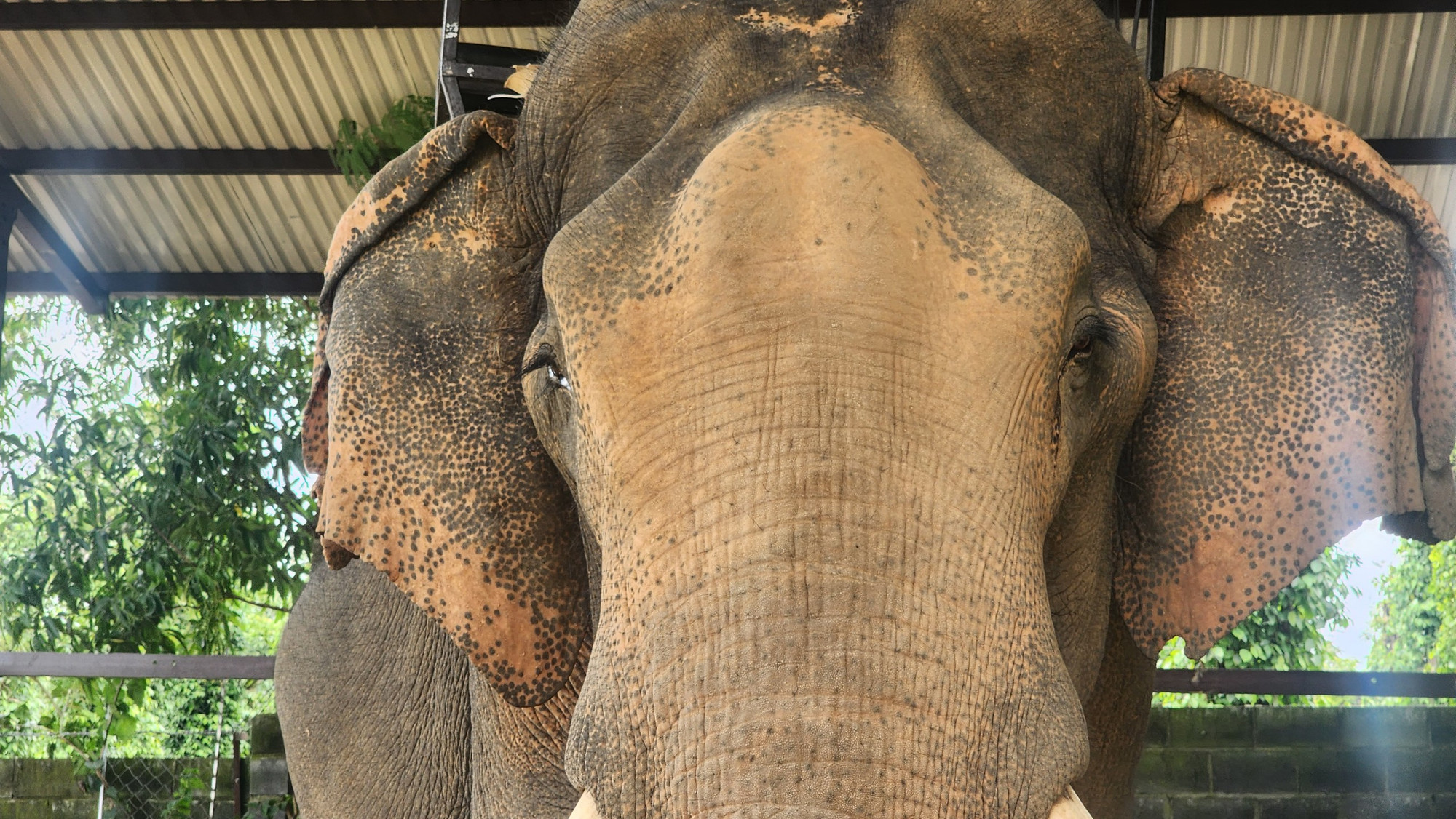 Đôi mắt buồn của Khăm Sen, chú voi nhà may mắn thoát khỏi bi kịch như đồng loại.