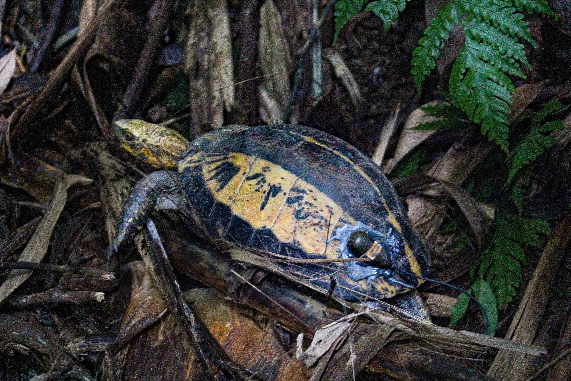 Trong quá trình tái thả rùa, rùa sẽ được gắn thiết bị định vị. Việc áp dụng công nghệ định vị bằng phương pháp thu phát sóng ngắn sẽ phục vụ hiệu quả hơn công tác điều tra tập tính sinh thái học, nguồn thức ăn, khả năng sinh trưởng và phát triển của rùa hộp trán vàng miền bắc. (Ảnh: Trung tâm Bảo tồn Thiên nhiên và Phát triển - CCD)