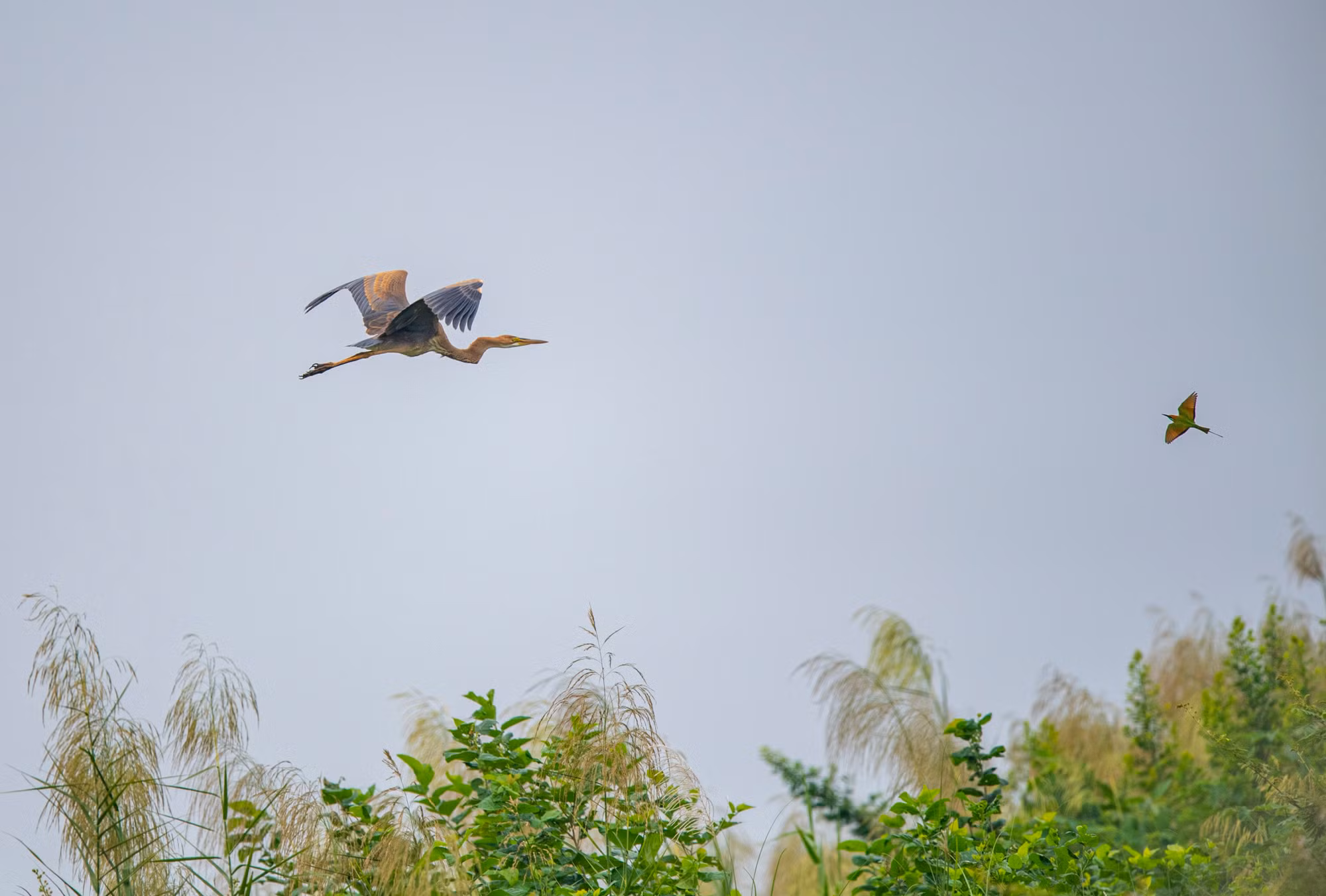 Diệc lửa (bên trái) là loài phân bố ở châu Phi, Trung Âu, Nam Âu, Nam Á, Đông Á. Các quần thể ở châu Âu là chim di cư, mùa đông chúng di cư xuống châu Phi nhiệt đới; các quần thể ở Bắc Á sẽ di cư xuống Nam Á. Bên phải là chim Trảu, một loài chim được mệnh danh là "sát thủ ăn ong". (Ảnh: Nguyễn Mạnh Hiệp) Diệc lửa (bên trái) là loài phân bố ở châu Phi, Trung Âu, Nam Âu, Nam Á, Đông Á. Các quần thể ở châu Âu là chim di cư, mùa đông chúng di cư xuống châu Phi nhiệt đới; các quần thể ở Bắc Á sẽ di cư xuống Nam Á. Bên phải là chim Trảu, một loài chim được mệnh danh là "sát thủ ăn ong". (Ảnh: Nguyễn Mạnh Hiệp)