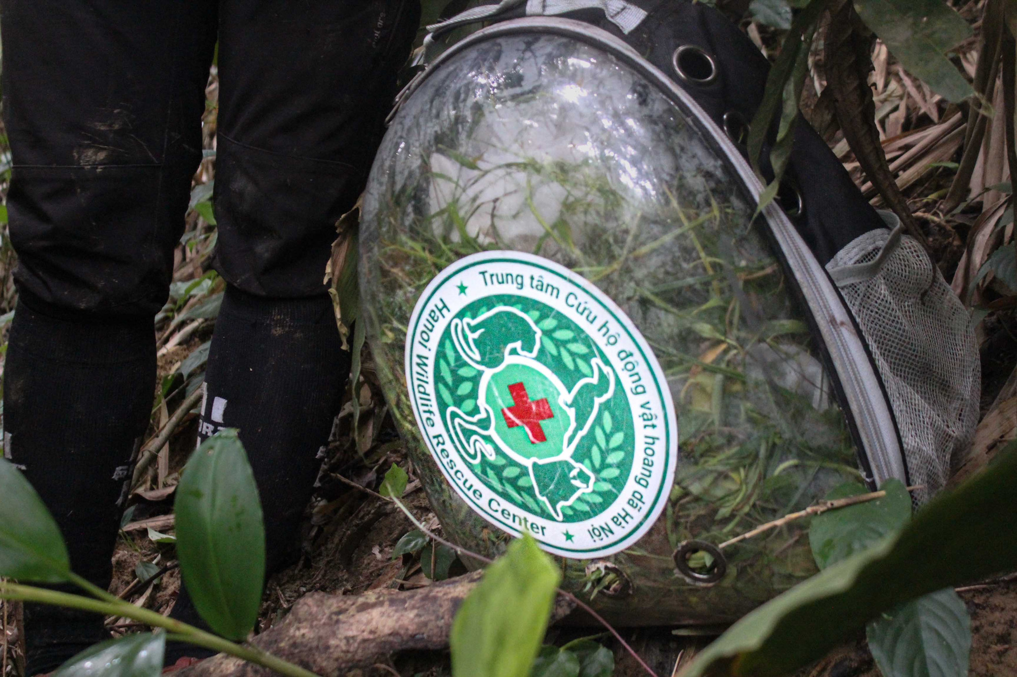 Các cá thể rùa được đặt trong ba-lô có các lỗ thông khí, được lót cỏ nhằm giảm va chạm giữa rùa trong quá trình đoàn di chuyển. (Ảnh: Trung tâm Bảo tồn Thiên nhiên và Phát triển - CCD)