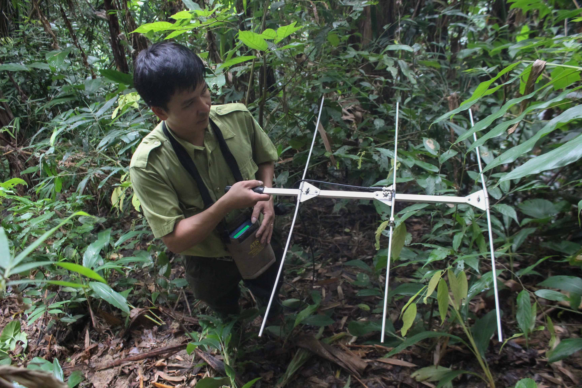 Cán bộ Khu Bảo tồn thiên nhiên Xuân Liên sử dụng thiết bị thu phát sóng ngắn để kiểm tra khả năng định vị rùa trước khi thả về tự nhiên. (Ảnh: Trung tâm Bảo tồn Thiên nhiên và Phát triển - CCD)