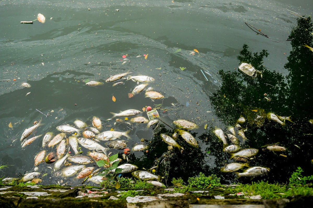 Mặc dù vậy, lượng cá chết vẫn xuất hiện nhiều vào mỗi sáng sớm.