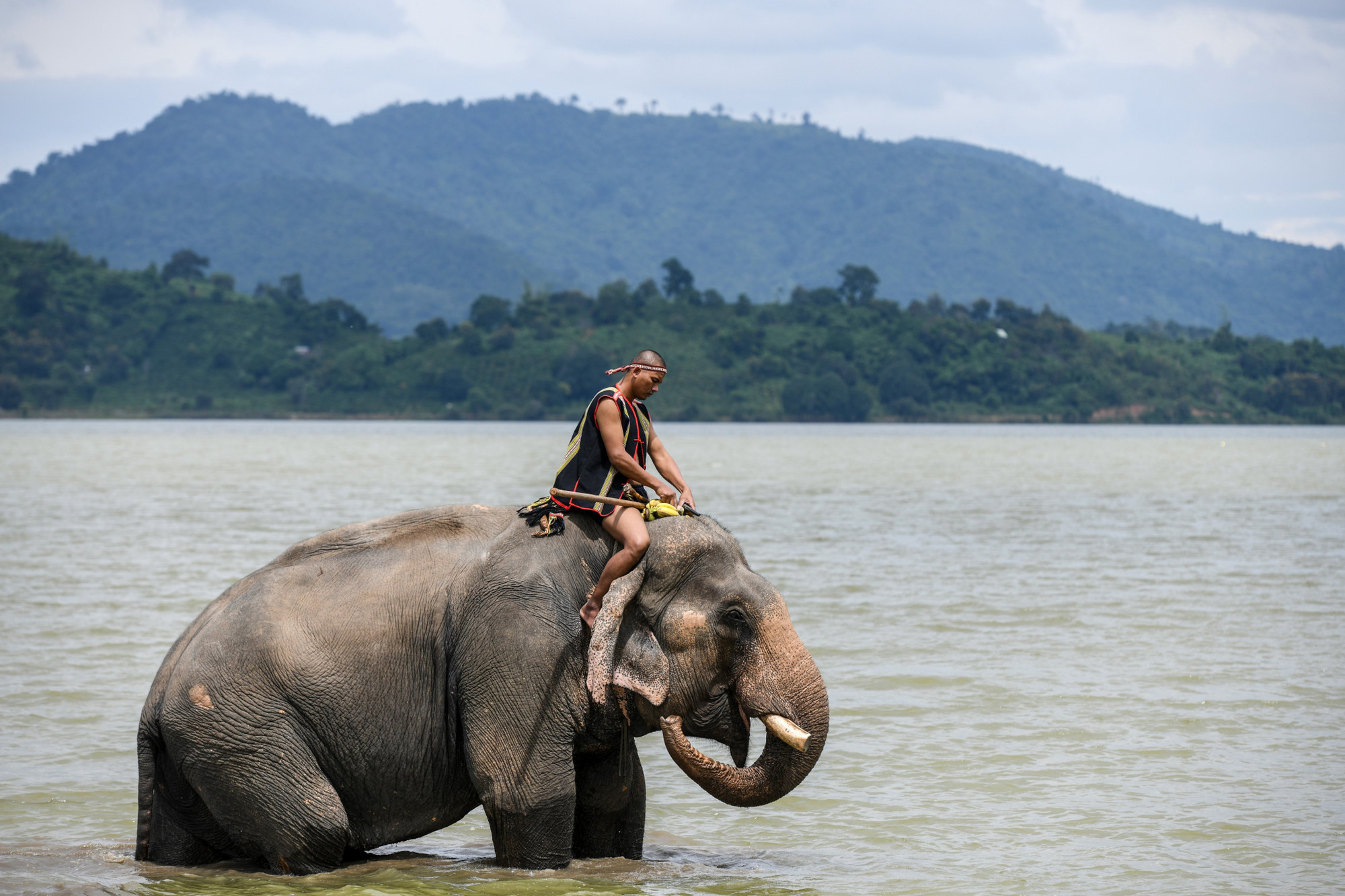 Những chú voi cô đơn tại hồ Lăk. Trong ảnh, nài voi Y Vinh bên chú voi đực hàng chục năm tuổi của mình. (Ảnh: Thành Đạt)