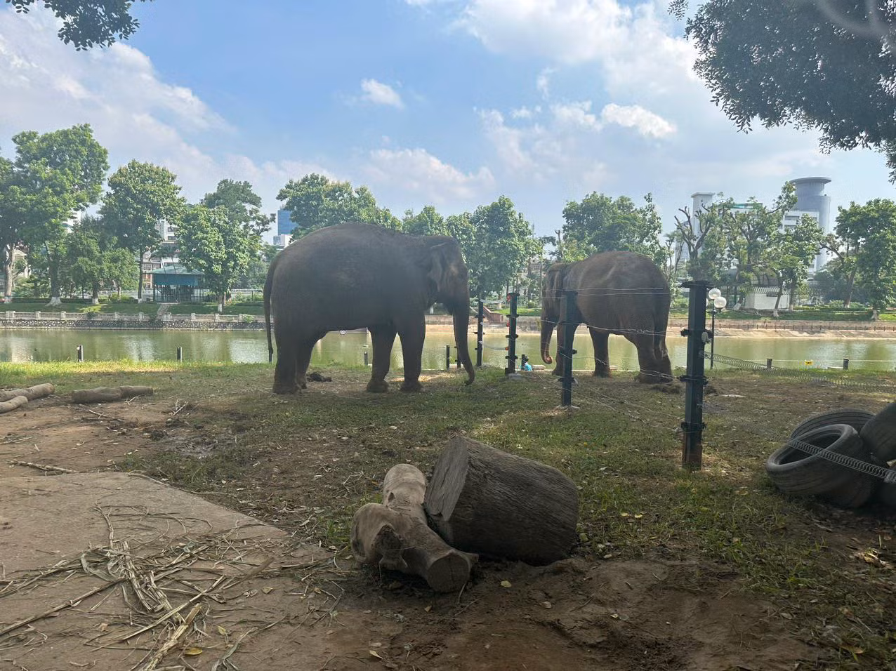 Hai chú voi tại vườn thú Hà Nội được tháo xích vào ngày 17/8 vừa qua.