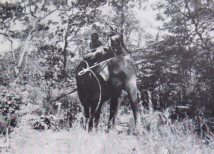 Hình ảnh về một buổi săn voi tại Tây Nguyên đầu thế kỷ 20 do Leopold Sabatier, cựu công sứ Pháp ở tỉnh Đắk Lắk ghi lại. (Ảnh tư liệu)