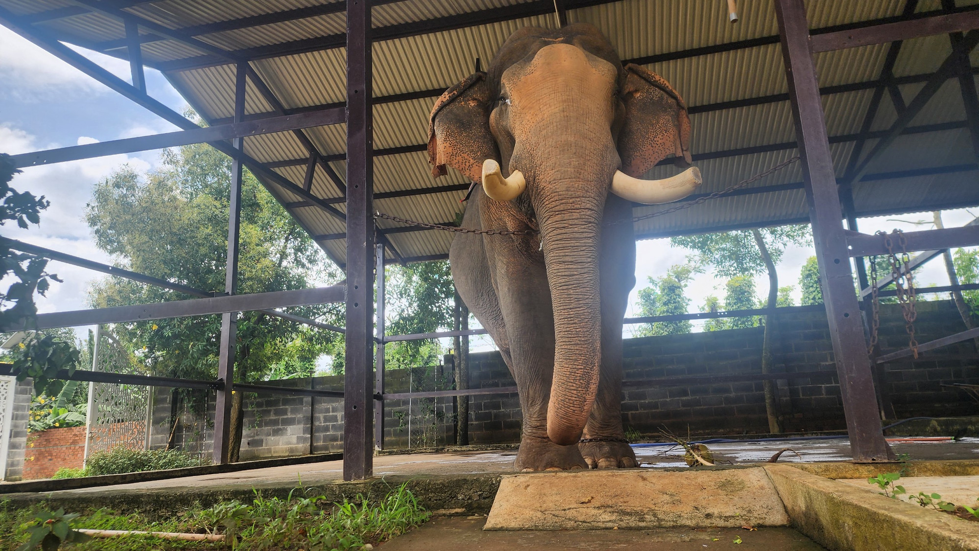 Voi Y Khăm Sen được nuôi dưỡng tại tỉnh Đắk Lắk. (Ảnh: Sơn Bách)