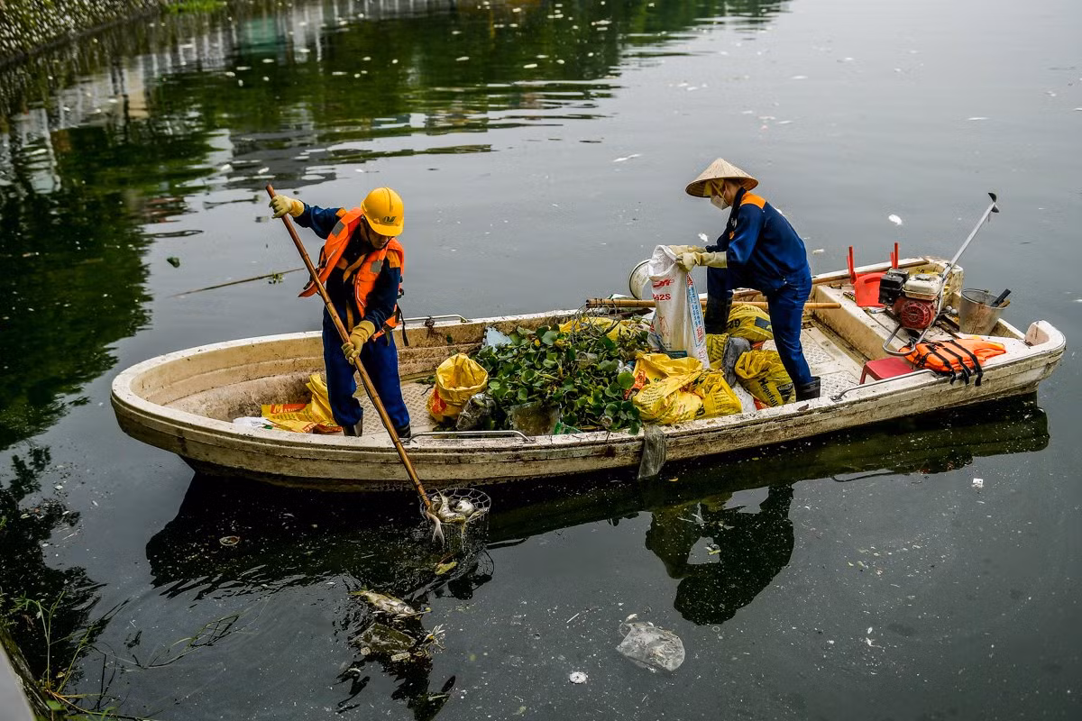 Trong 3 ngày qua, các công nhân của công ty Thoát nước Hà Nội đã bố trí nhiều ca kíp để vớt cá chết.
