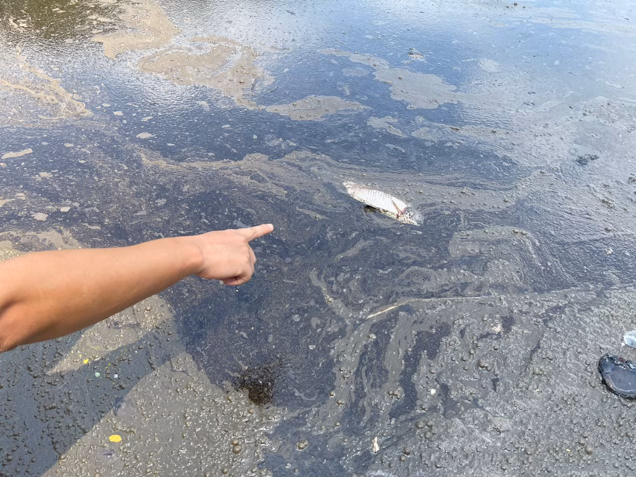 Dầu thải trên mặt nước khiến cho cá chết xuất hiện.