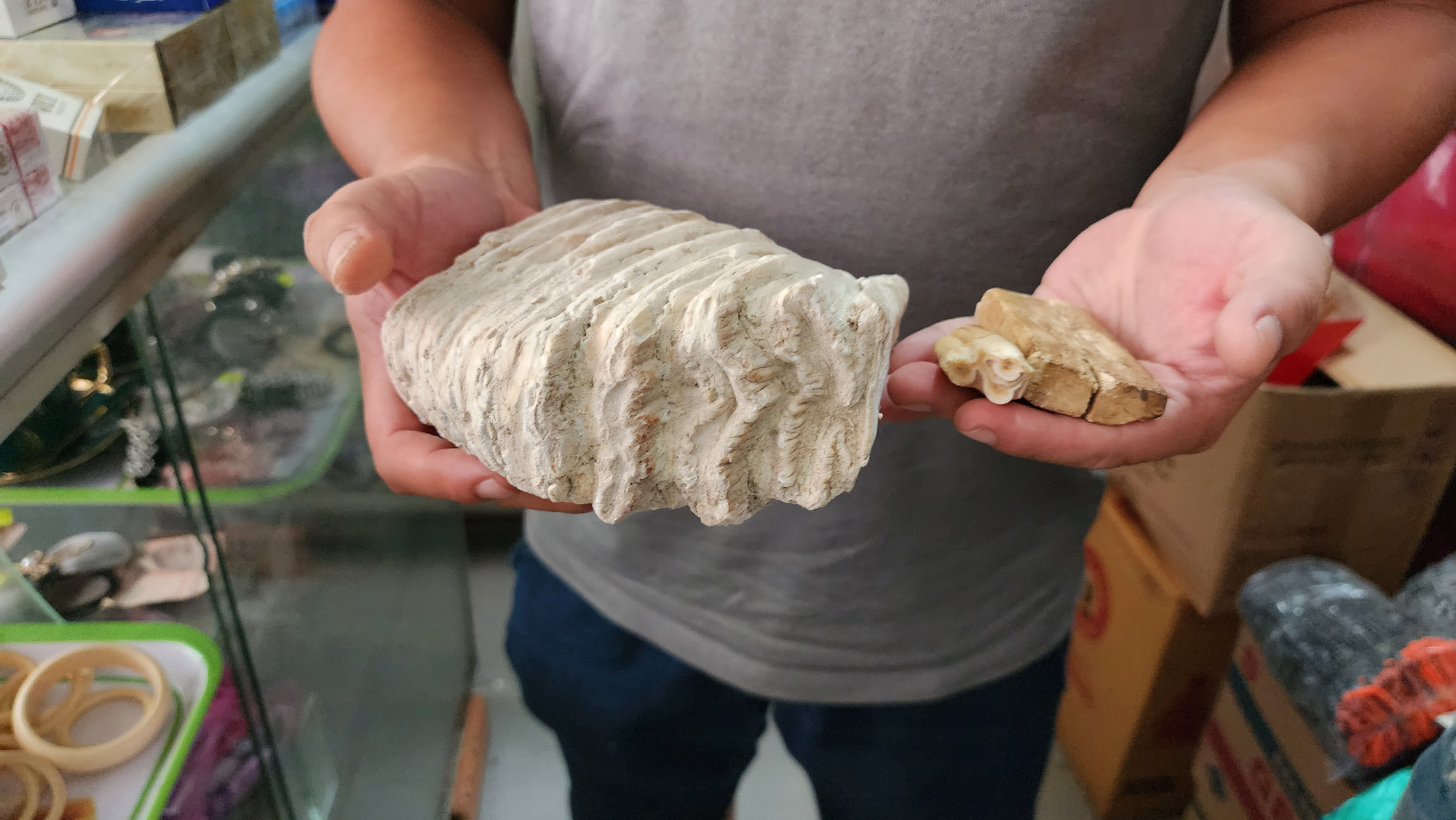 Tác giả bài viết được mời mua một bộ răng và xương voi tại chuyến thực tế đầu tháng 8 vừa qua tại tỉnh Gia Lai.