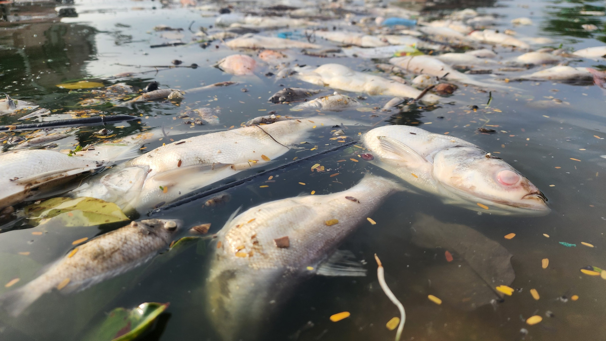 Theo ghi nhận của phóng viên Báo Nhân Dân, hầu hết cá bị chết đều là cá mè, có trọng lượng nhỏ. Nhiều người dân sinh sống chung quanh hồ cho rằng, đây là cá mè do dân phóng sinh trong dịp Tháng Bảy Âm lịch.