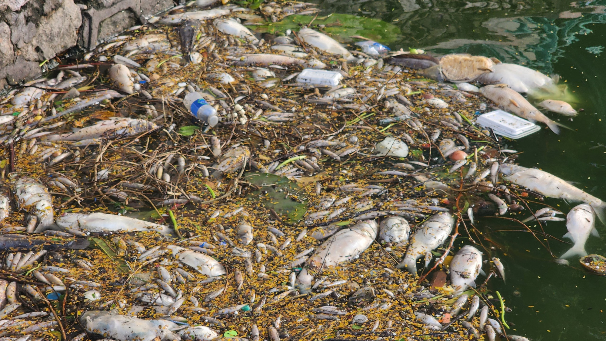 Trong ảnh, sáng 19/9, cá chết bị gió thổi dạt vào bờ Nhật Chiêu cùng với nhiều loại rác thải nhựa.