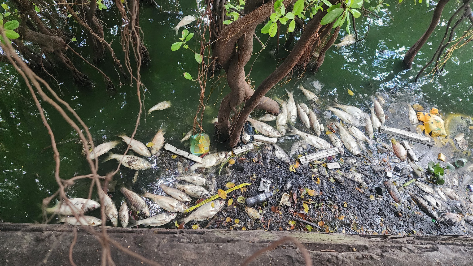 Cá chết mắc lại các rễ cây khiến môi trường hồ bị ô nhiễm nghiêm trọng.