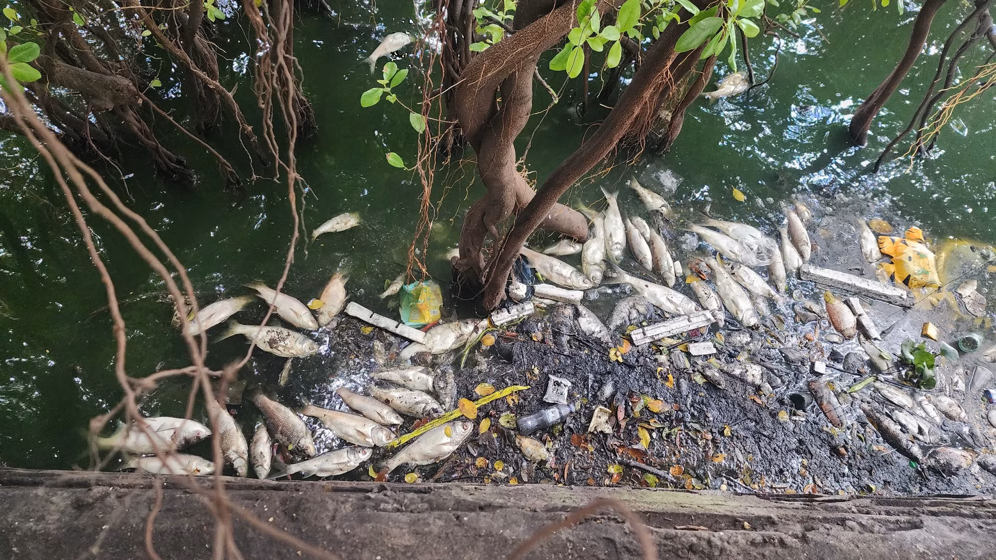 Cá chết mắc lại các rễ cây khiến môi trường hồ bị ô nhiễm nghiêm trọng.