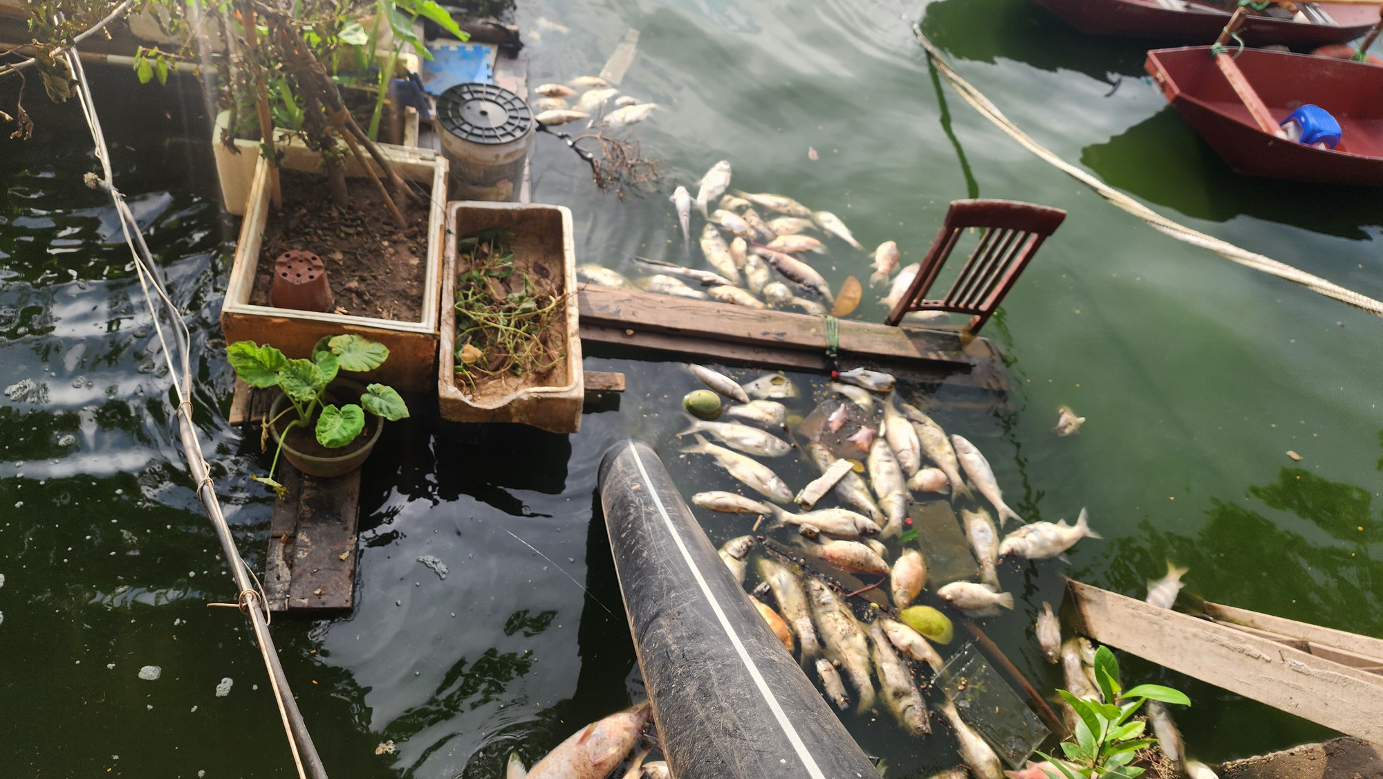 Ngay tại trước trạm quan trắc chất lượng nước tự động, hiện tượng cá chết cũng xuất hiện.