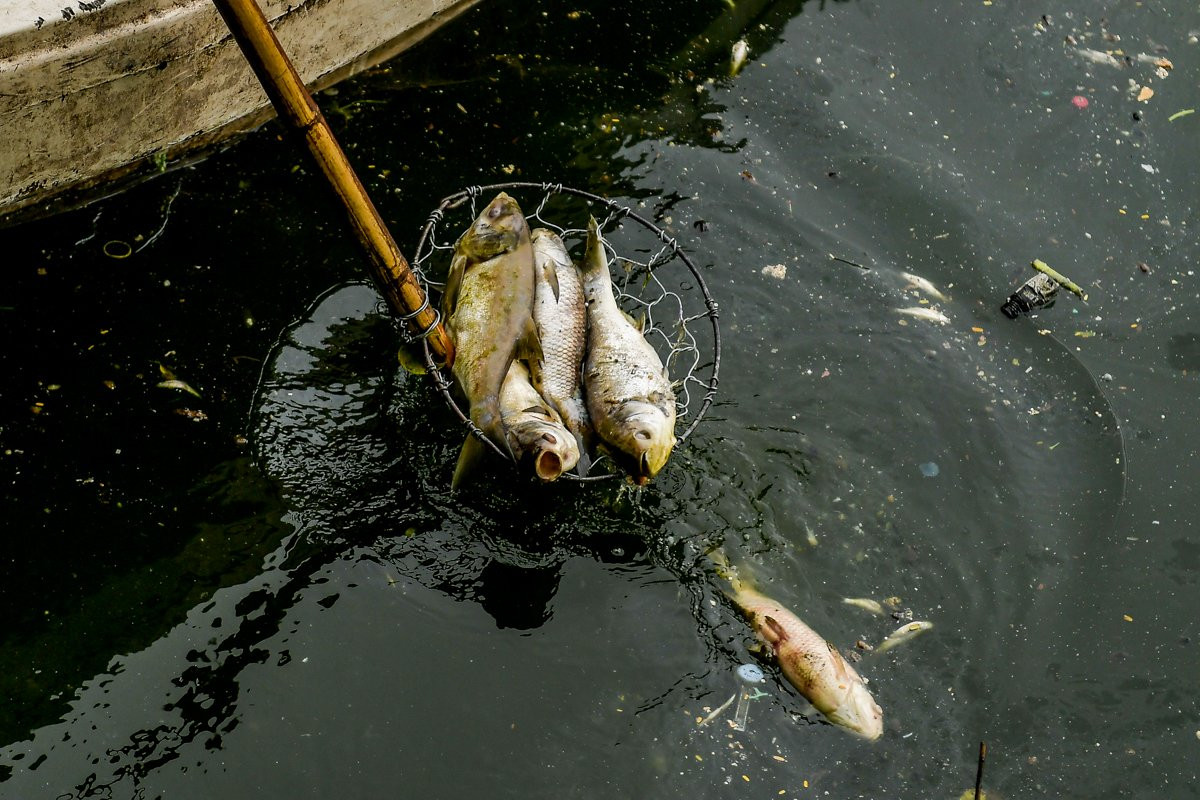 Những con cá đã phân hủy được vớt lên, sau đó sẽ đưa đi xử lý theo đúng quy định.