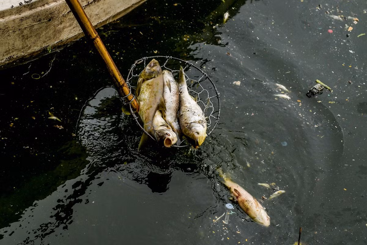 Những con cá đã phân hủy được vớt lên, sau đó sẽ đưa đi xử lý theo đúng quy định.