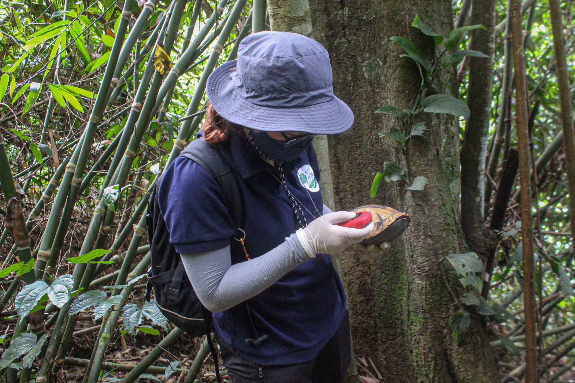 Bên cạnh thiết bị định vị gắn trên rùa, các cán bộ vẫn lưu vị trí thả, phục vụ công tác điều tra, giám sát sau này được hiệu quả hơn. Việc thả các động vật hoang dã cần phải tránh xa đường dân sinh, các tuyến du lịch, khu dân cư và địa điểm có nhiều dấu hiệu của con người như cây bị phát, đường mòn,… (Ảnh: Trung tâm Bảo tồn Thiên nhiên và Phát triển - CCD)