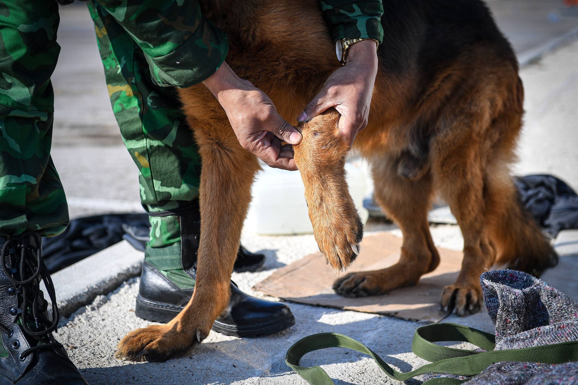 Vết thương mới liền sẹo chưa lâu của "chiến binh" Pocka. Vết thương mới liền sẹo chưa lâu của "chiến binh" Pocka.