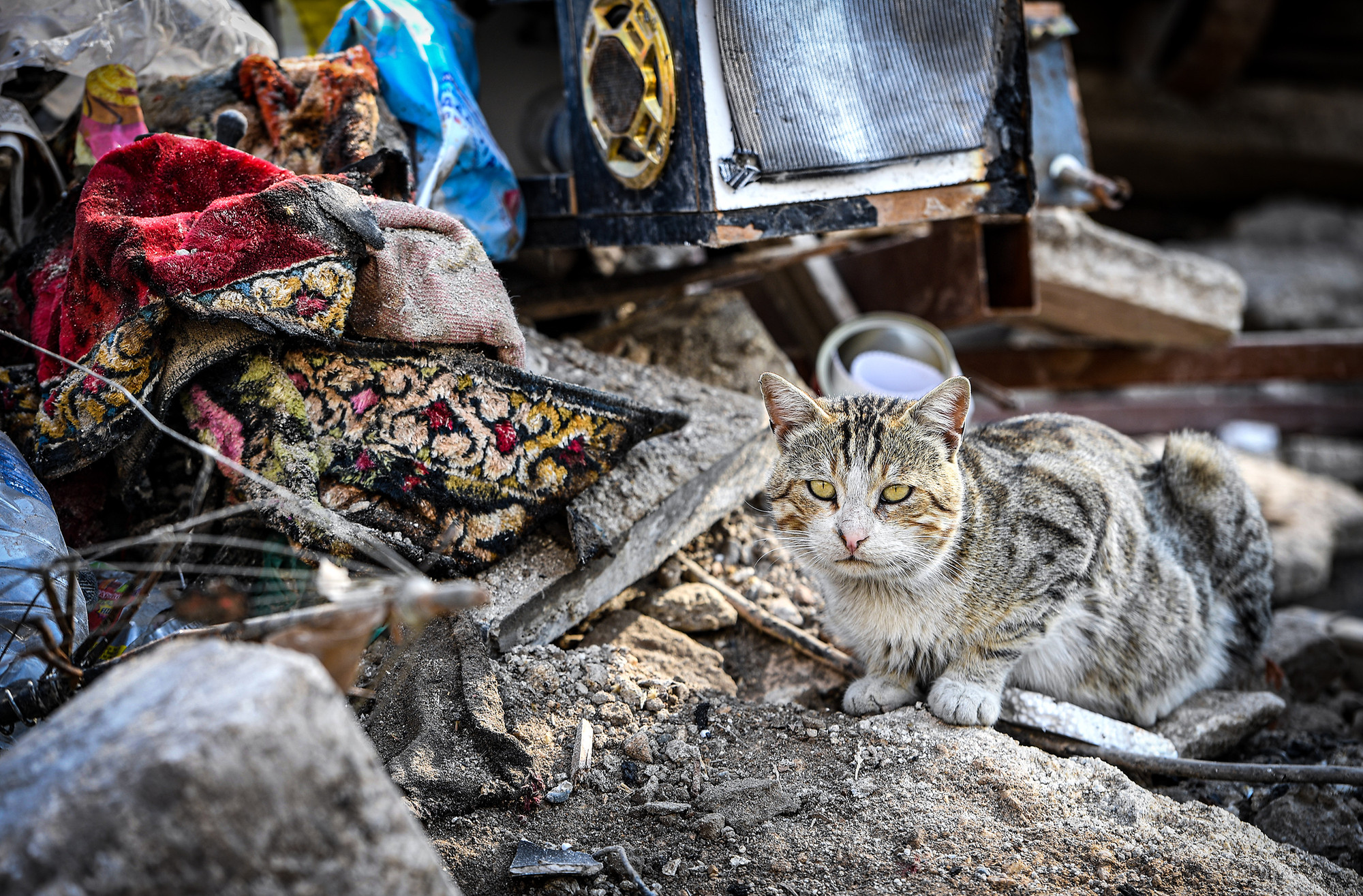 Một chú mèo bên đống đổ nát tại Antakya mang tới cảm giác bình yên hơn đối với mọi người.