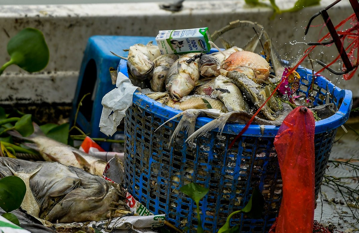 Cá lẫn với rác thải sinh hoạt...