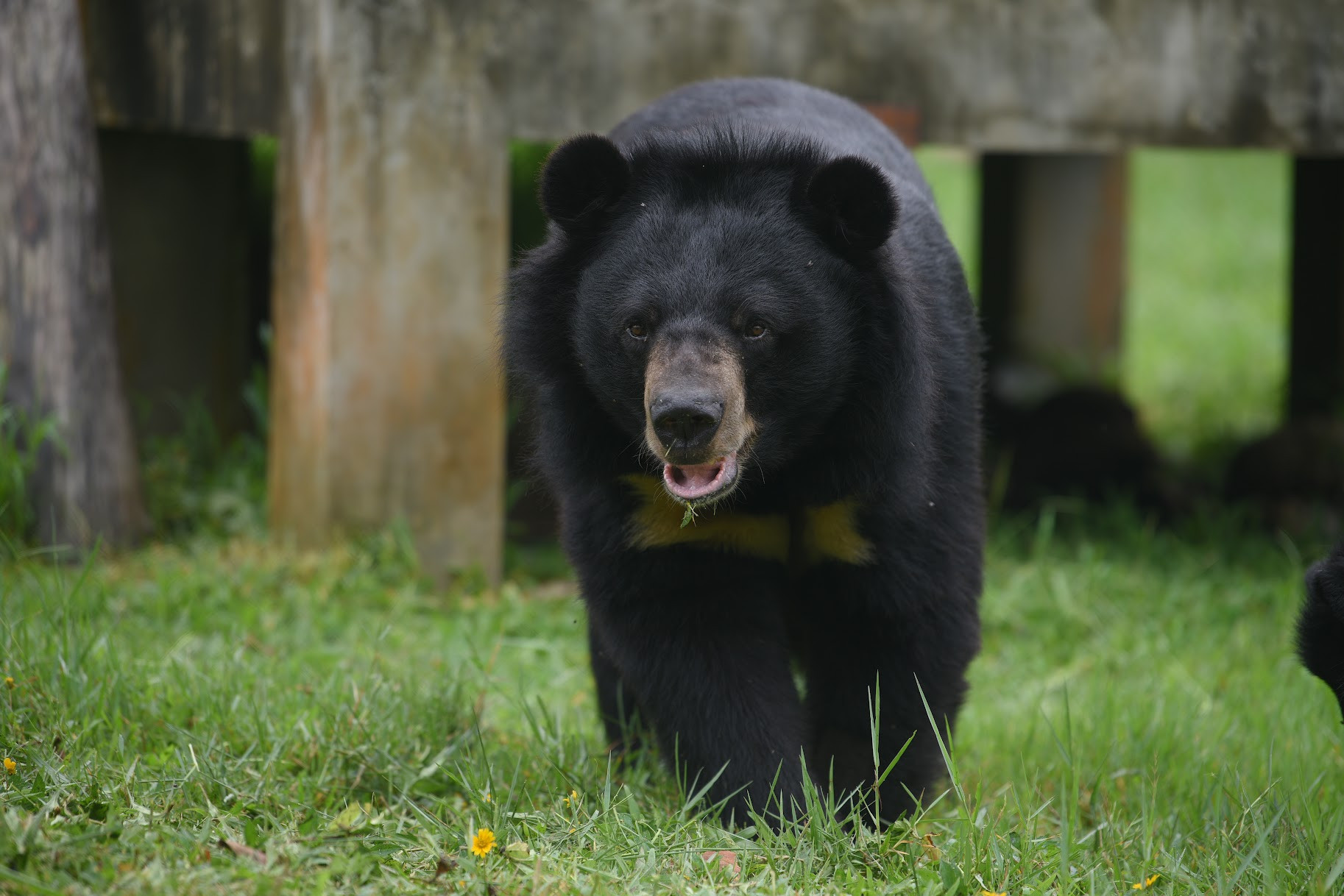 Một chú gấu được đưa về chăm sóc tại Trung tâm Cứu hộ gấu Việt Nam (Tam Đảo, Vĩnh Phúc). (Ảnh: Sơn Bách)