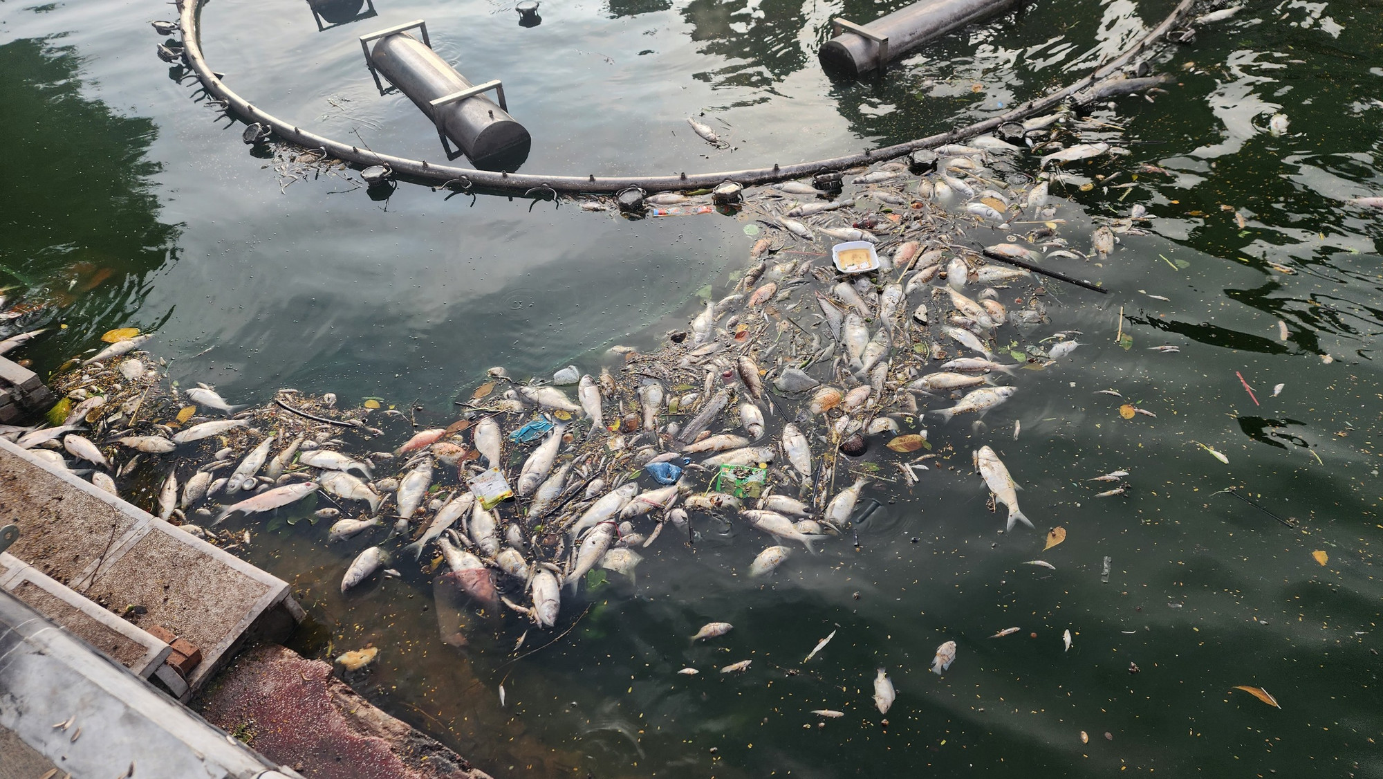 Sau mỗi đêm, cá chết theo gió dạt vào các đường Trích Sài, Nhật Lệ, Nguyễn Đình Thi... khiến cho không khí ở các khu vực này đặc quánh mùi hôi vô cùng khó chịu.