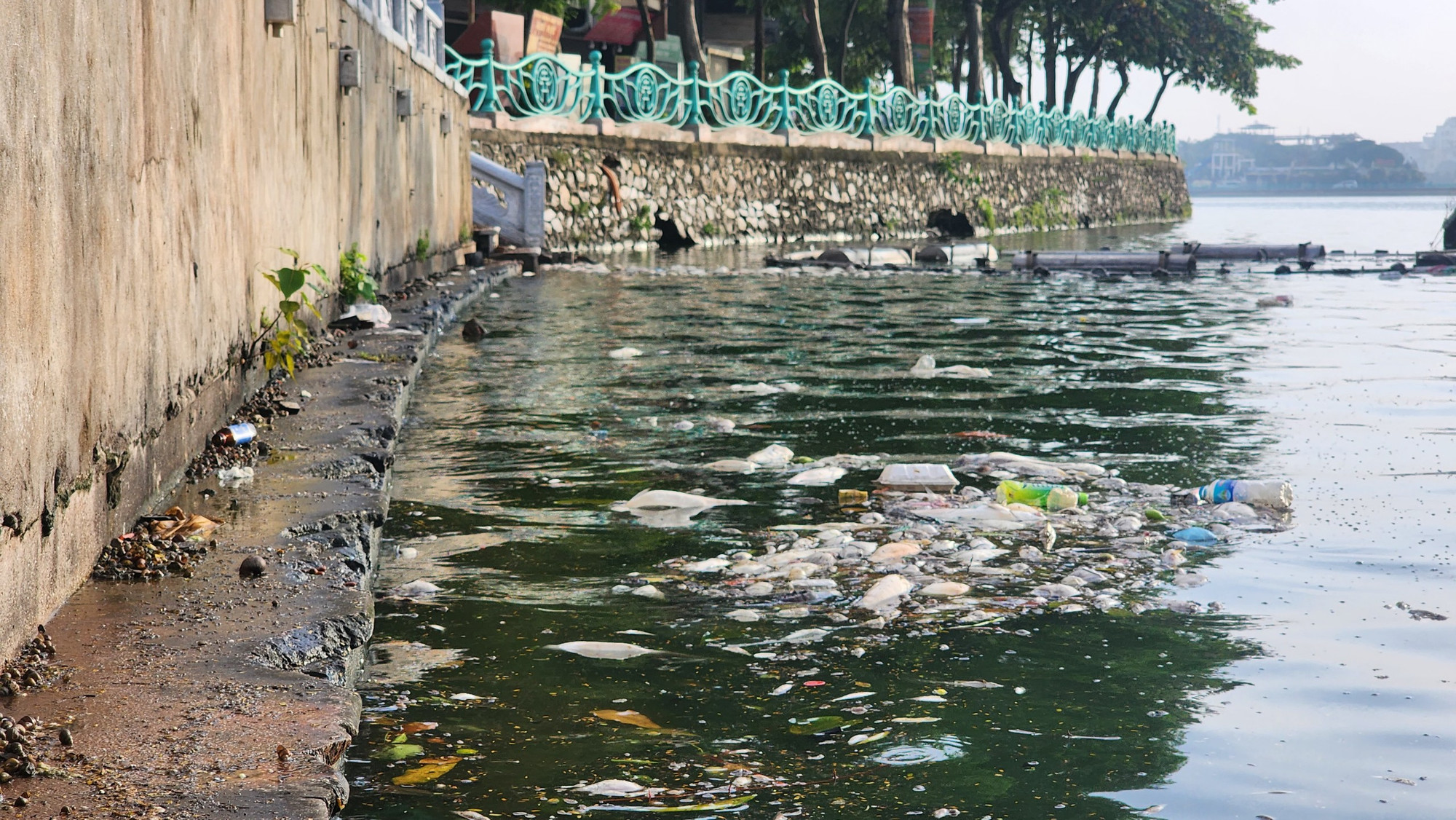 Khoảng 3 ngày qua, hiện tượng cá chết rồi dạt vào ven bờ chung quanh hồ Tây (Hà Nội) lại tiếp tục diễn ra.