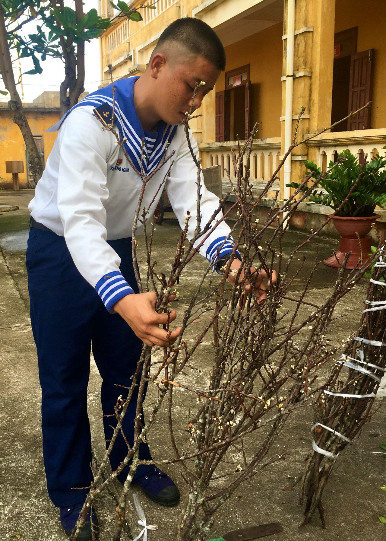 Nhận những cành đào Tết từ đất liền gửi ra. Nhận những cành đào Tết từ đất liền gửi ra.