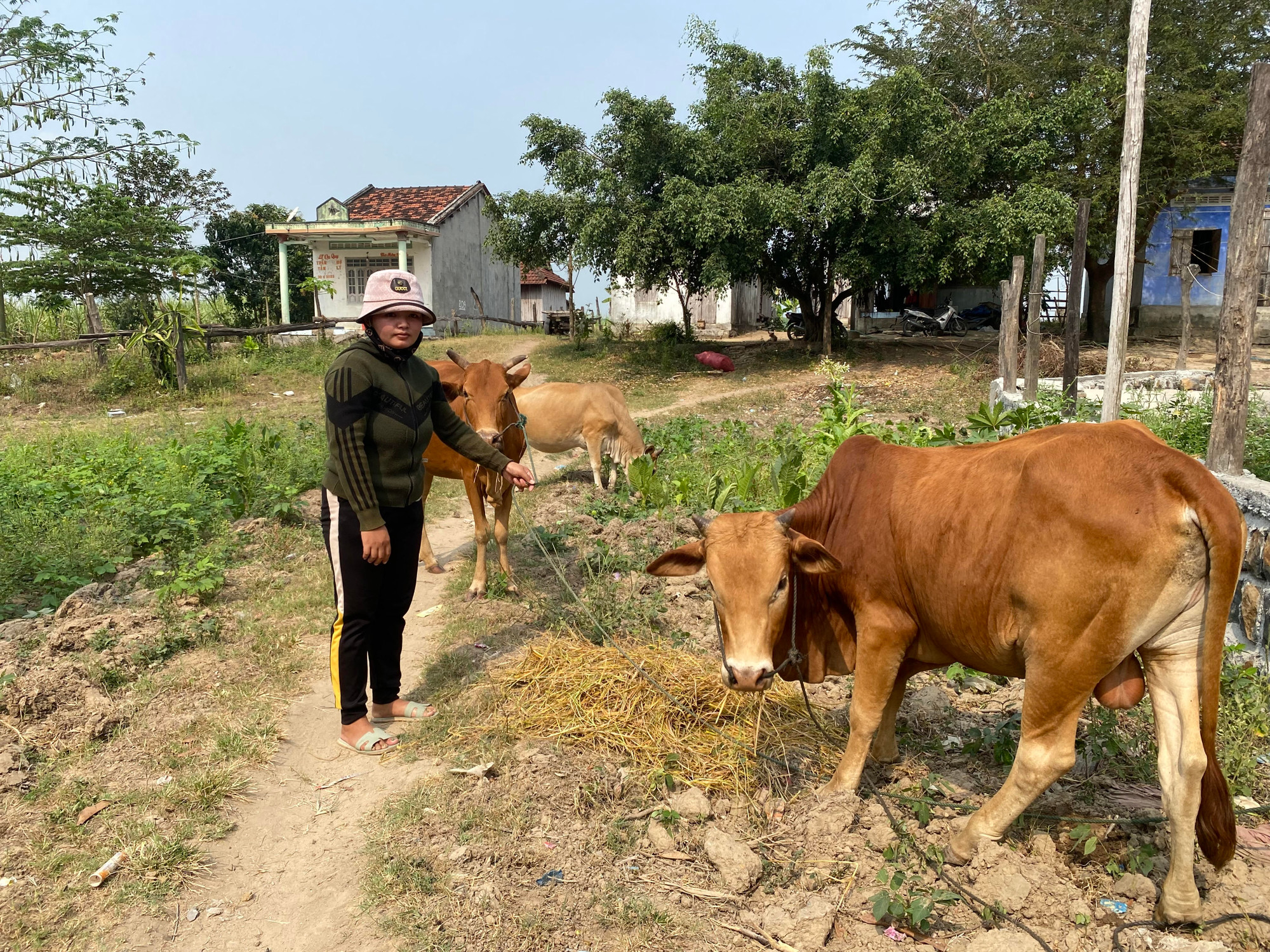 Bà H’Diêm, dân tộc Chăm H’Roi ở thôn Suối Bạc, xã Suối Bạc, huyện Sơn Hòa sử dụng vốn vay có hiệu quả trong phát triển nuôi bò. (Ảnh: Trình Kế)