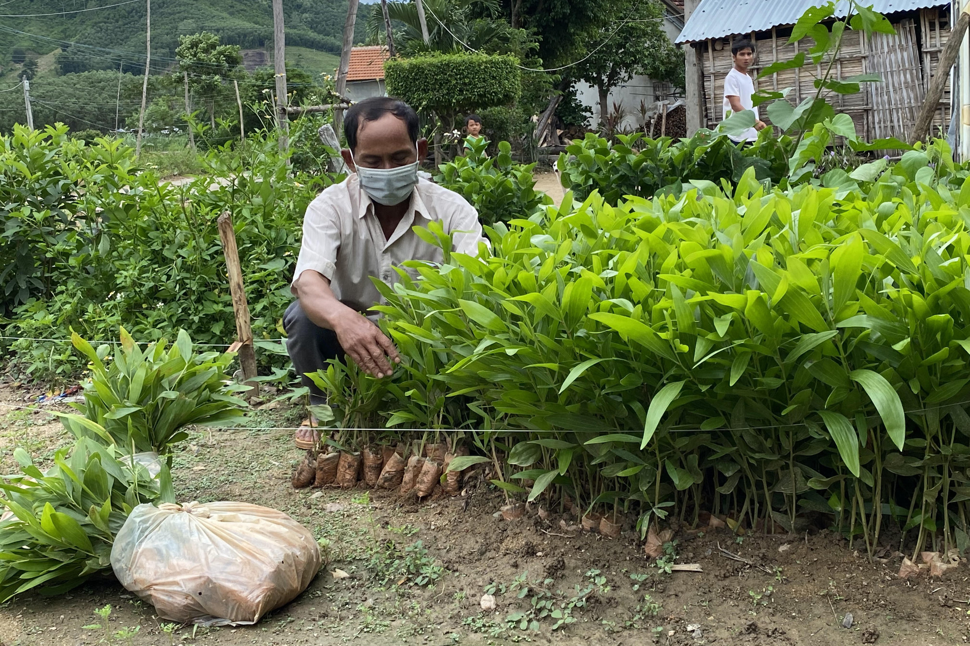 Nhiều hộ đồng bào dân tộc thiểu số ở xã vùng cao Phú Mỡ, huyện Đồng Xuân, Phú Yên được vay vốn phát triển trồng rừng.