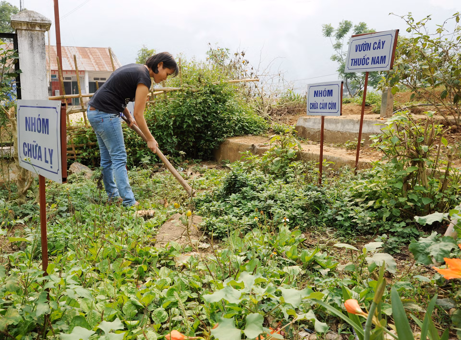 Phát huy vai trò, hiệu quả của y học cổ truyền trong phòng bệnh, chữa bệnh và nâng cao sức khỏe người dân, y bác sĩ trạm y tế xã Can Hồ, huyện Mường Tè, Lai Châu chăm sóc vườn cây thuốc nam để tạo thêm nguồn thuốc tại cơ sở.