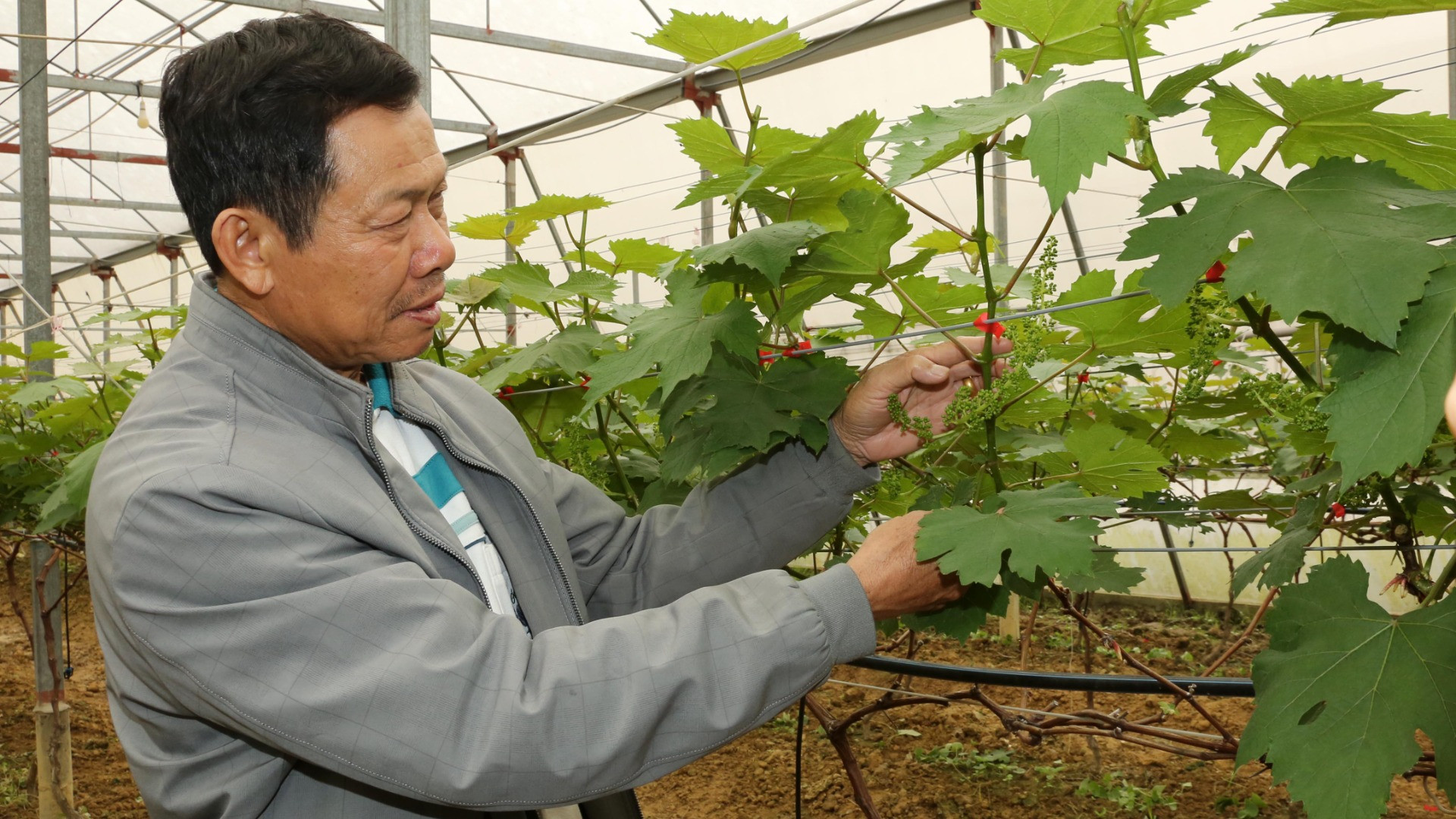 Giám đốc Hợp tác xã Nga Hải (Nghi Xuân, Hà Tĩnh) Lê Văn Bình. Giám đốc Hợp tác xã Nga Hải (Nghi Xuân, Hà Tĩnh) Lê Văn Bình.