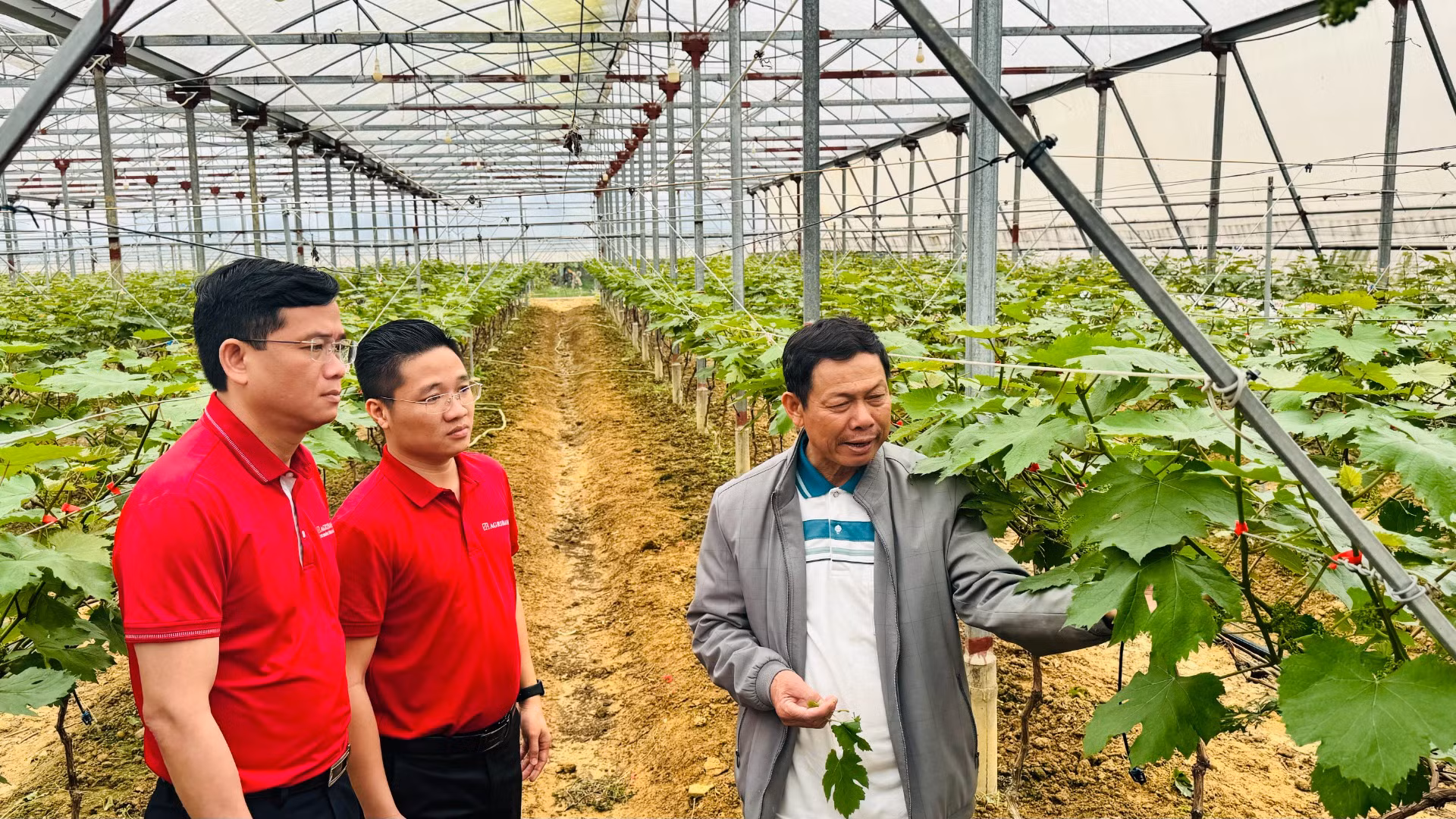 Agribank chủ động và tích cực đầu tư phát triển nông nghiệp sạch, nông nghiệp công nghệ cao.