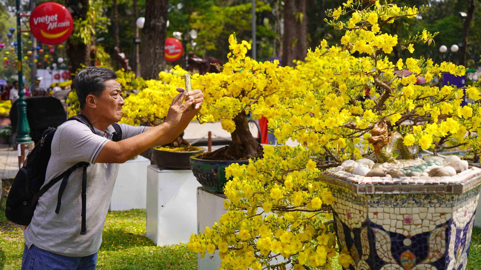 Nhiều cây mai vàng khoe sắc dưới nắng ấm của tiết trời thành phố.