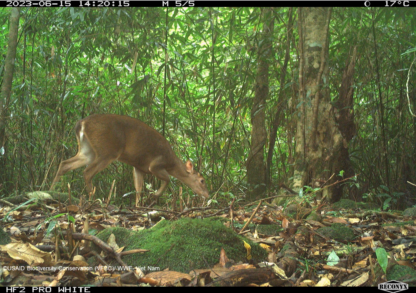 Cá thể mang lớn (Muntiacus vuquangensis) được bẫy ảnh chụp tại Vườn Quốc gia Vũ Quang, năm 2023.