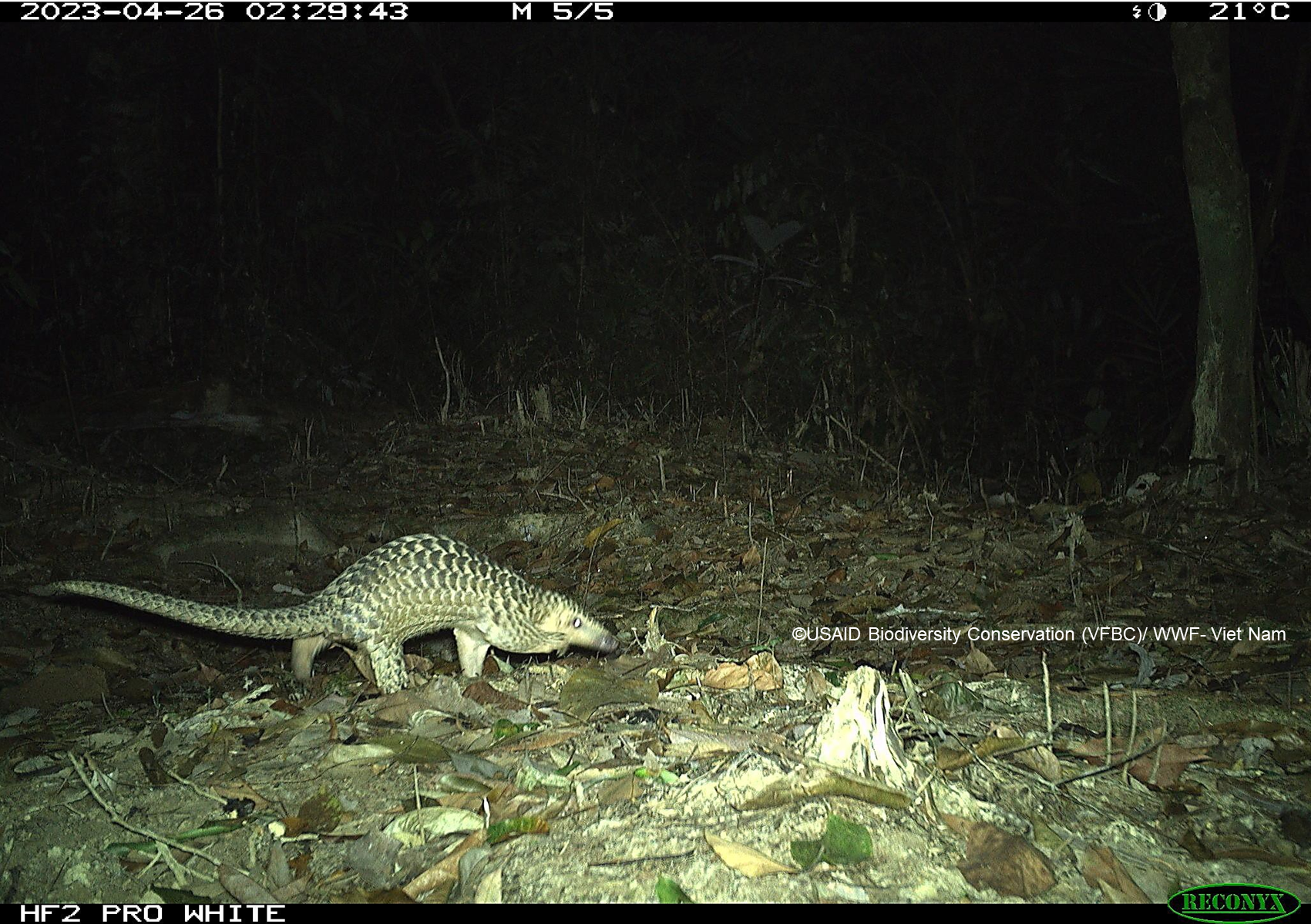 Cá thể tê tê (Manis spp.) lọt vào bẫy ảnh tại Vườn Quốc gia Sông Thanh, năm 2023.