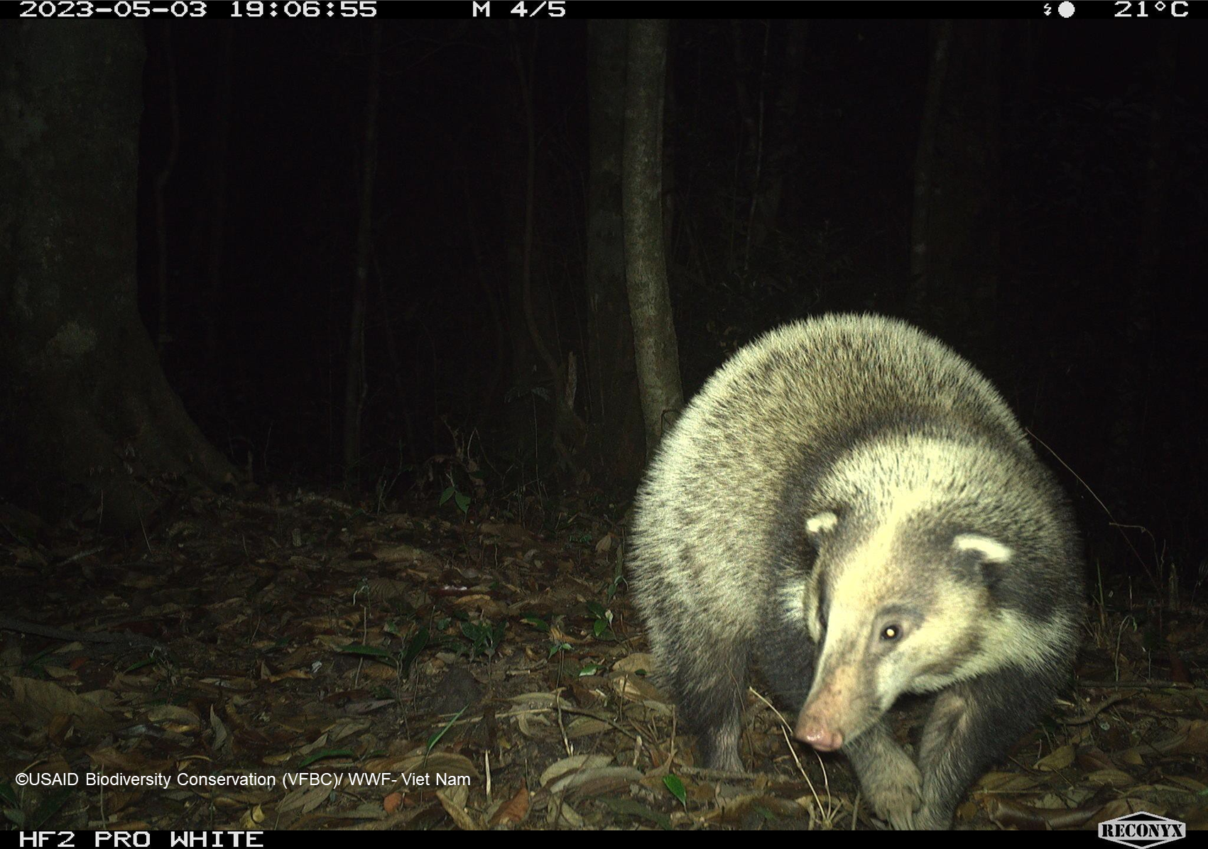 Bẫy ảnh tại Vườn Quốc gia Vũ Quang chụp được cá thể lửng lợn (Arctonyx collaris) năm 2023.