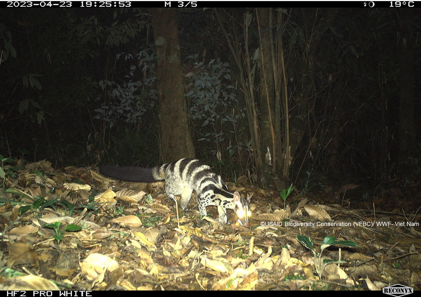 Năm 2023, bẫy ảnh chụp tại Vườn Quốc gia Vũ Quang, đã chụp được hình ảnh cầy vằn (Chrotogale owstoni).