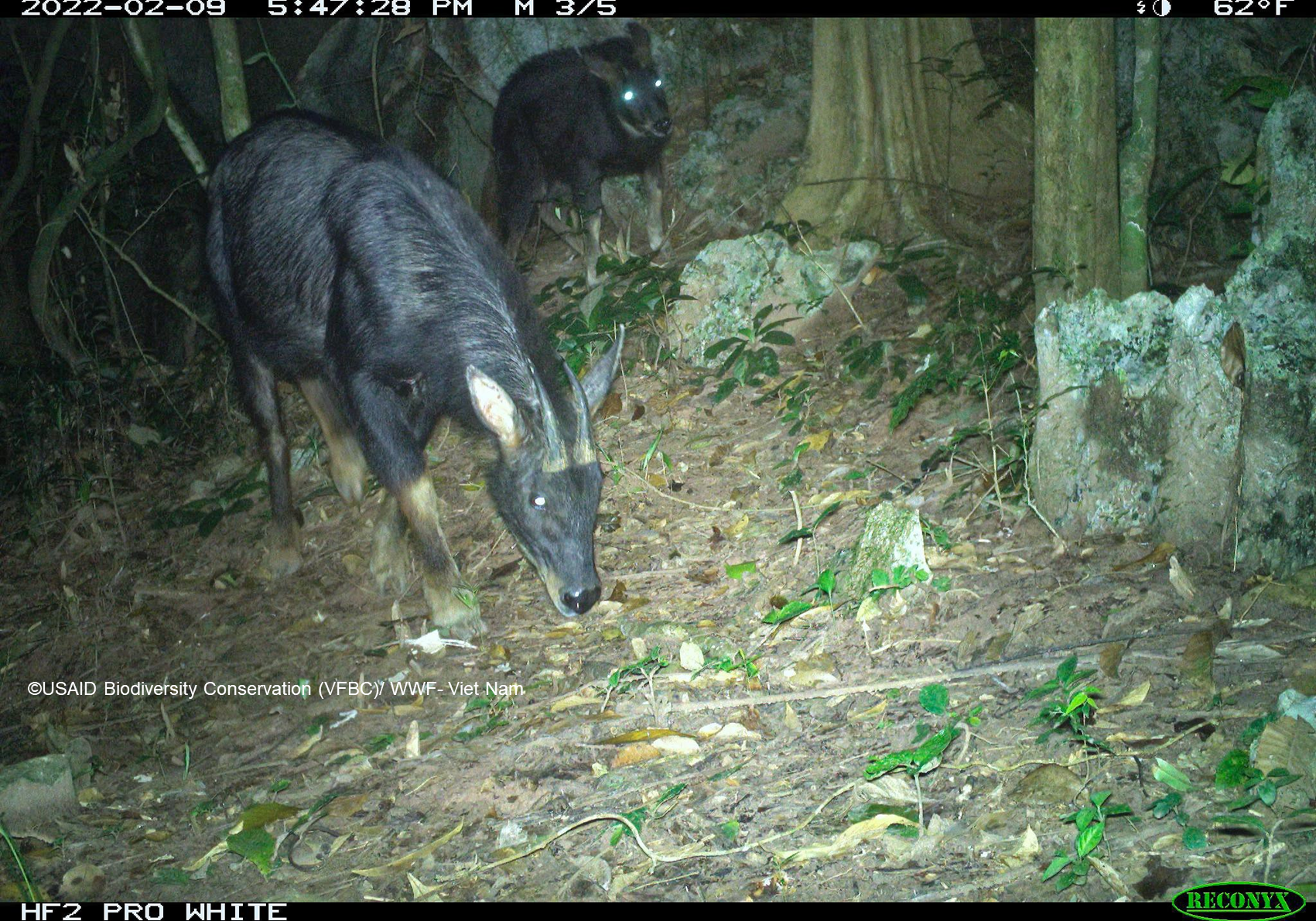 Bẫy ảnh tại Vườn Quốc gia Phong Nha – Kẻ Bàng chụp được cá thể sơn dương (Capricornis milneedwardsii) năm 2022.