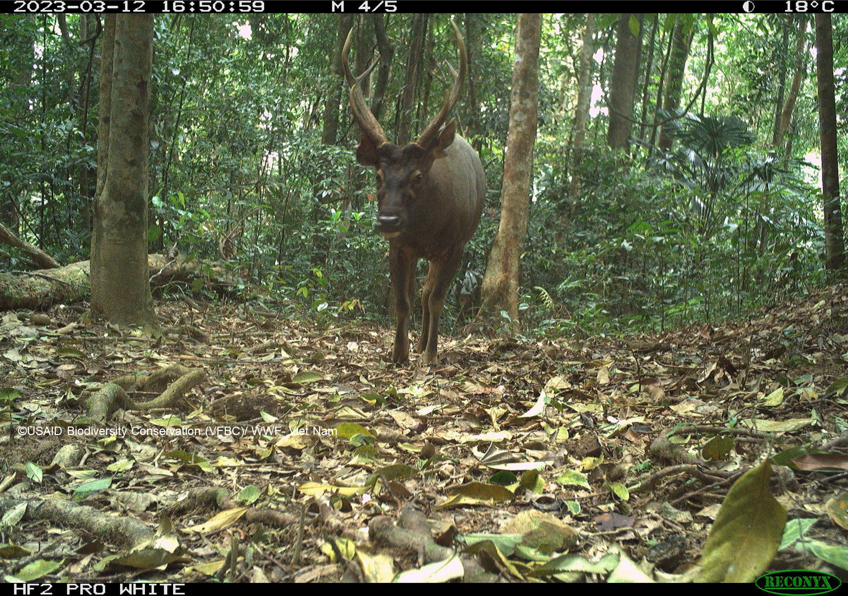 Chú nai (Rusa unicolor) được bẫy ảnh chụp tại Khu Bảo tồn Sao la Thừa Thiên Huế, năm 2023.