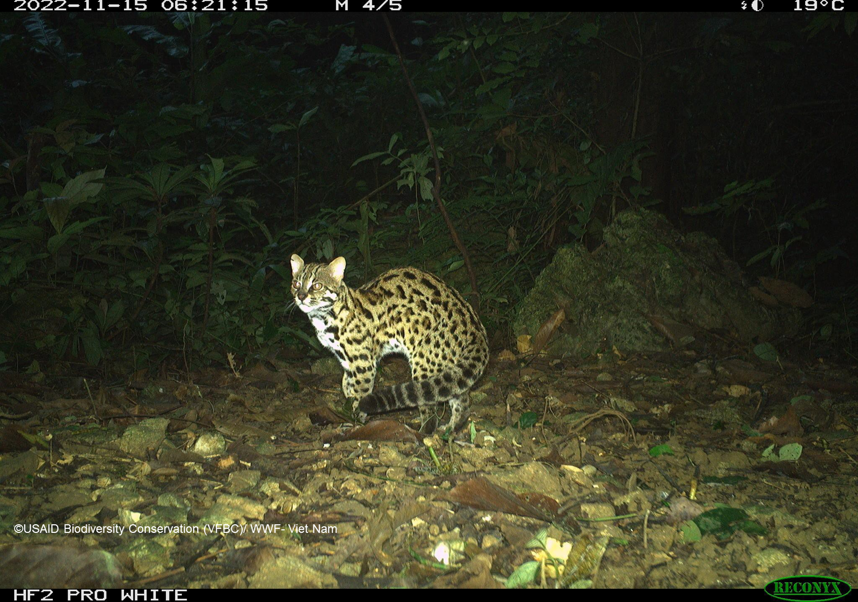 Mèo rừng (Prionailurus bengalensis) do bẫy ảnh chụp tại Vườn Quốc gia Cúc Phương, năm 2022.
