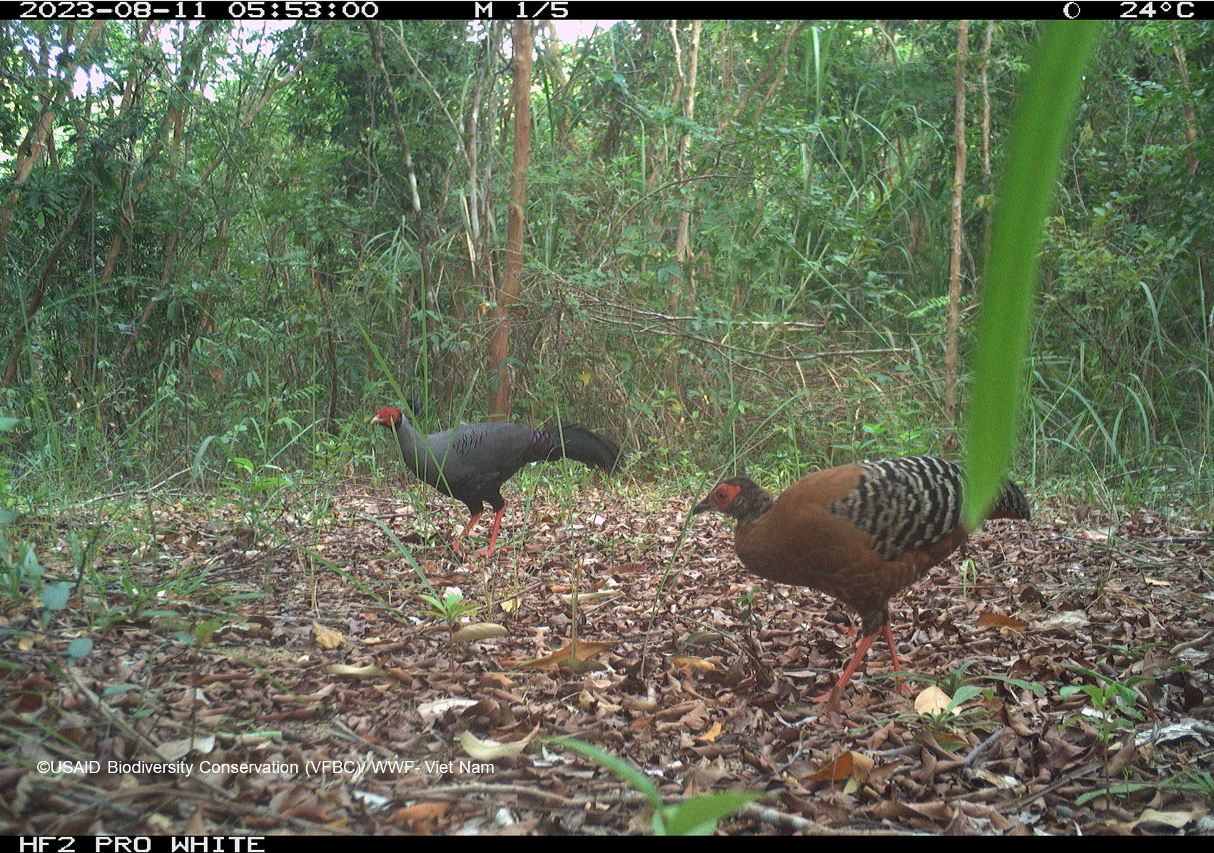 Đôi gà lôi hông tía (Lophura diardi) do bẫy ảnh chụp tại Khu bảo tồn Loài và sinh cảnh Voi Quảng Nam, năm 2023.