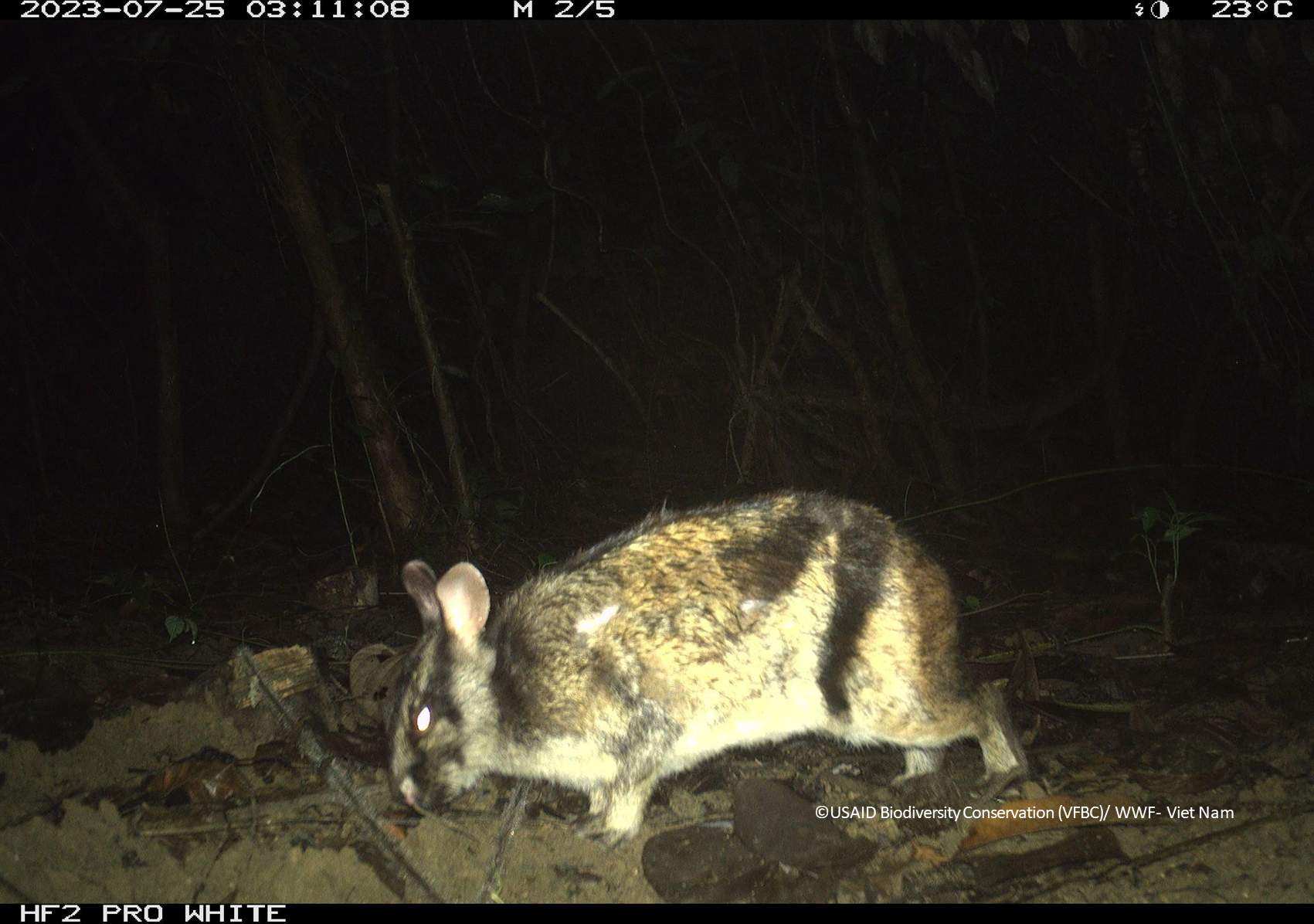 Cá thể thỏ vằn (Nesolagus timminsi) lọt bẫy ảnh tại Vườn Quốc gia Vũ Quang, năm 2023.