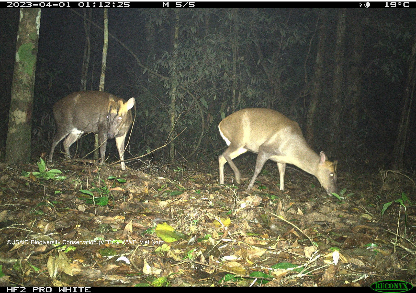 Hai cá thể mang Trường Sơn (Muntiacus truongsonensis) được bẫy ảnh chụp tại Vườn Quốc gia Sông Thanh, năm 2023.