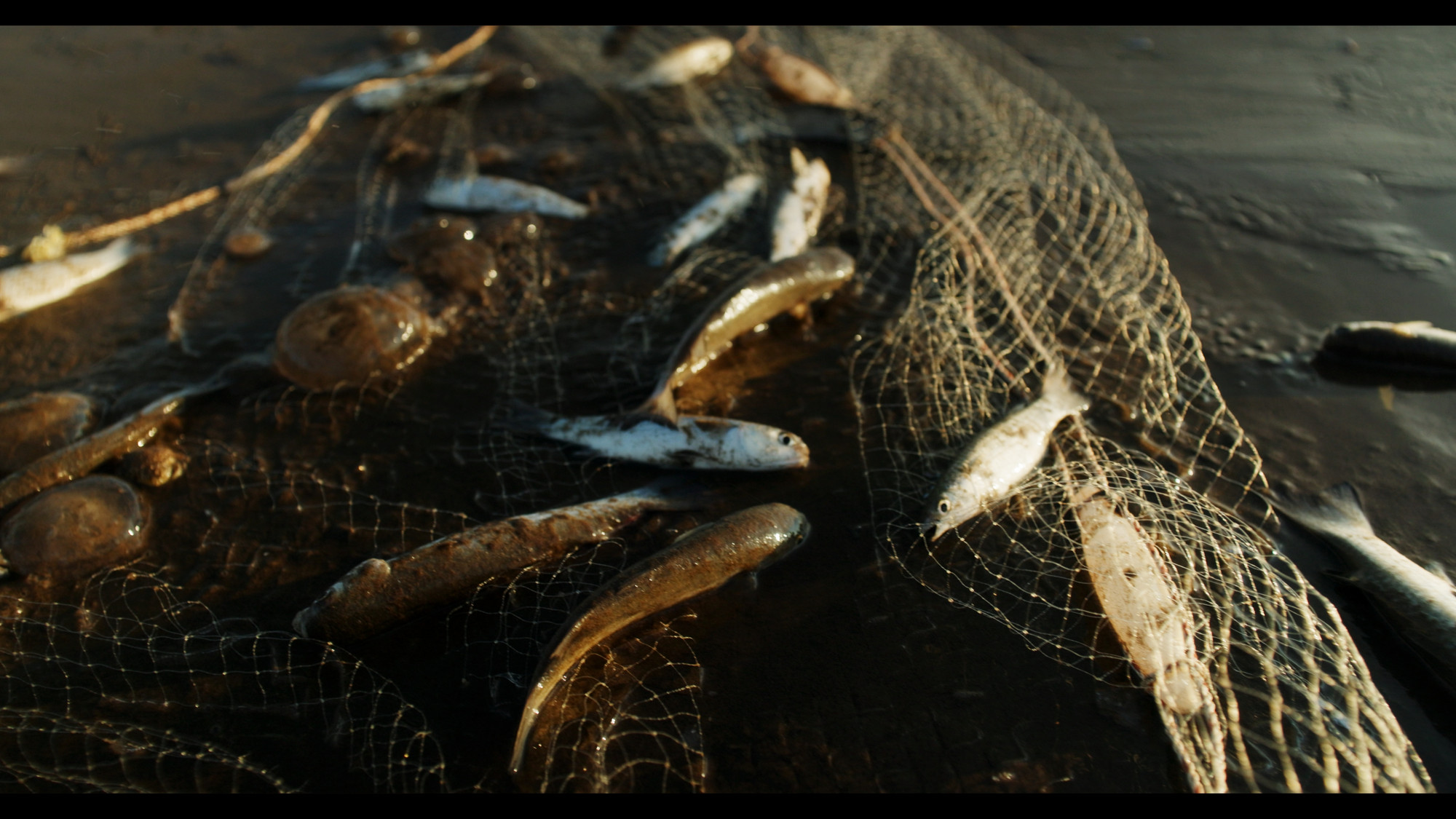 Một mẻ lưới ven bờ chỉ kéo trong khoảng 15 đến 20 phút, tuy không mang về số cá lớn như những chuyến ra khơi xa, nhưng đối với nhiều ngư dân không có điều kiện sở hữu thuyền lớn, đây vẫn là nguồn thu nhập quý giá, góp phần vun đắp cuộc sống mưu sinh bền bỉ bên bờ biển