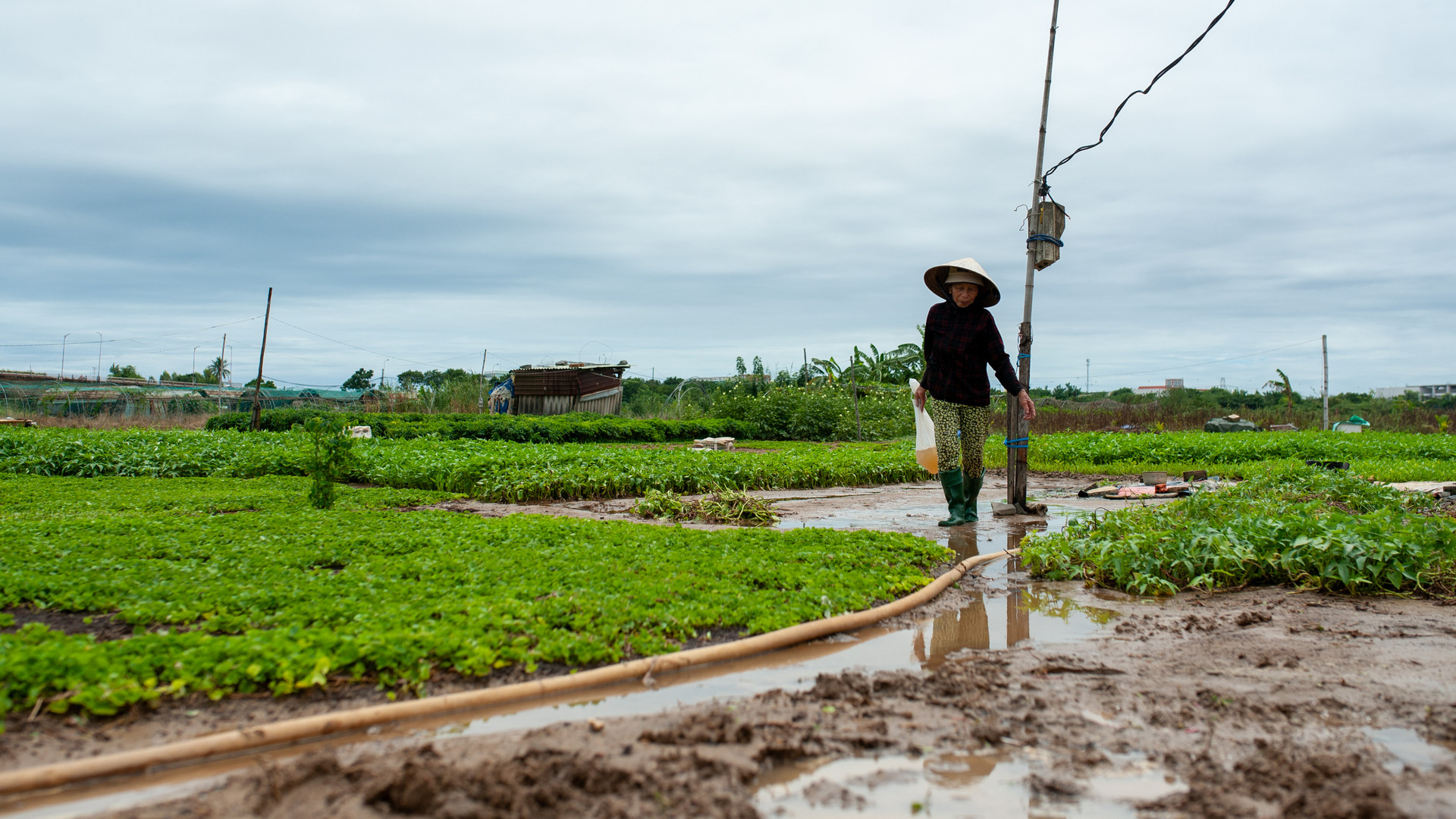 Nông dân ra vườn vớt vát những gì còn lại.